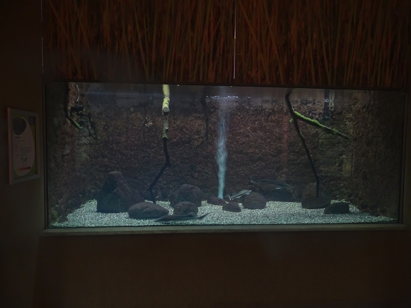 WasSerleben: Tank for sterlet