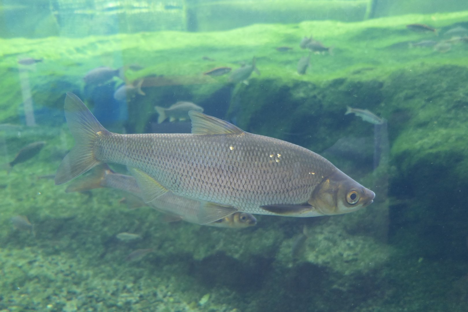 Wataka (Ischikauia steenackeri) - Lake Biwa Museum