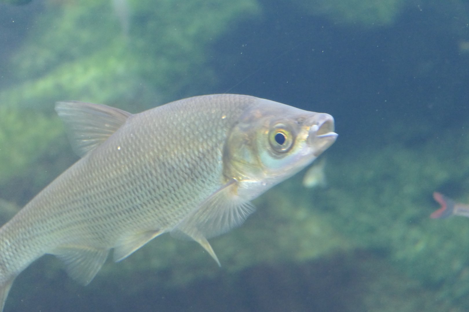 Wataka (Ischikauia steenackeri) - Lake Biwa Museum