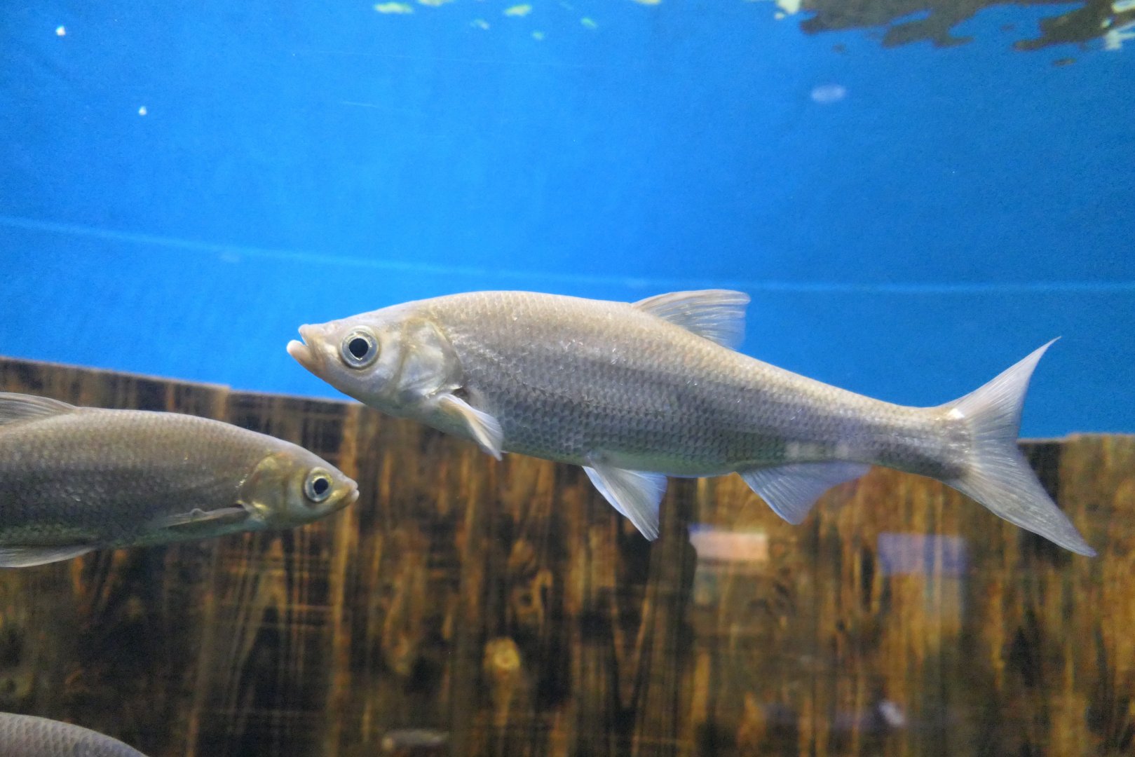 Wataka (Ischikauia steenackeri) - Lake Biwa Museum