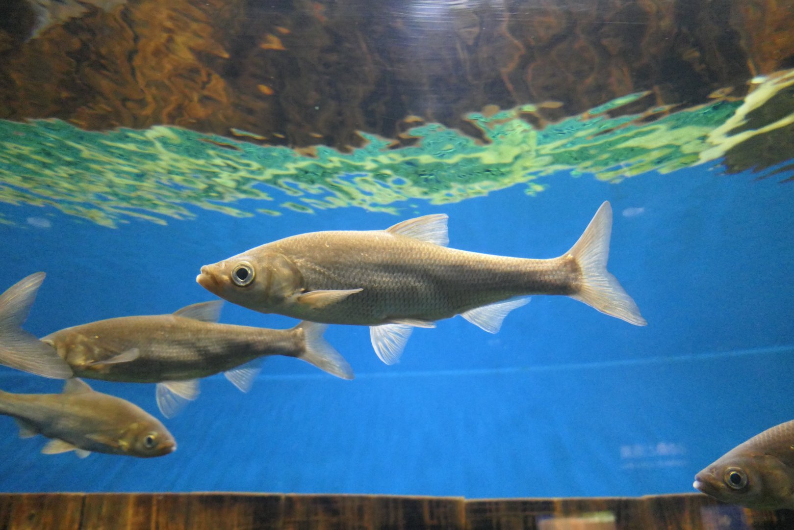 Wataka (Ischikauia steenackeri) - Lake Biwa Museum