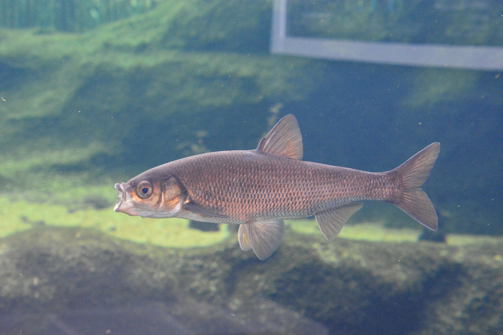 Wataka (Ischikauia steenackeri)