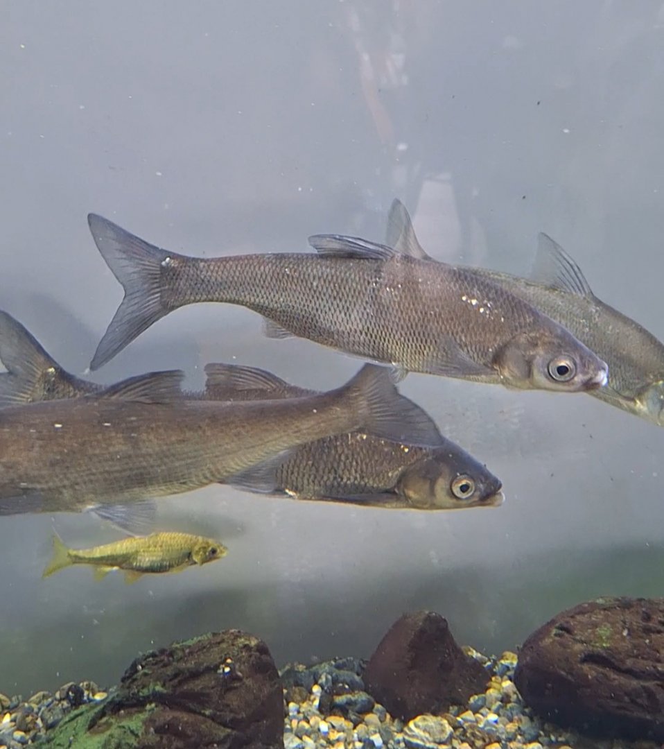 Wataka (Ischikauia steenackeri)