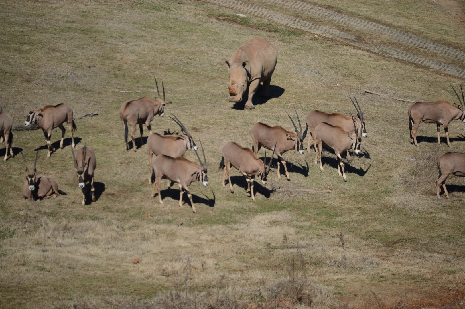 Watani Grasslands - A Rhino crashes an Oryx nap