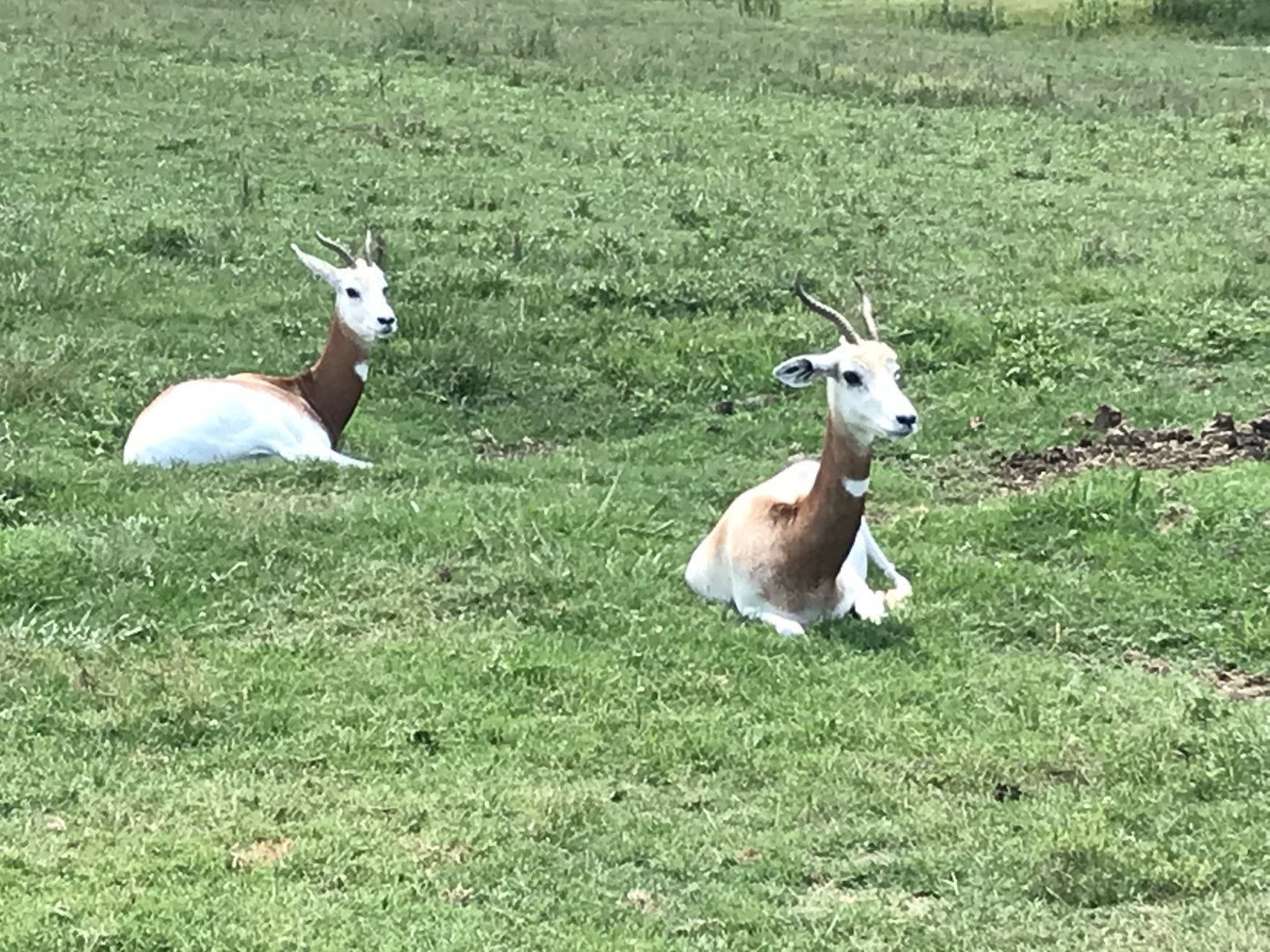 Watani Grasslands - Addra Gazelle