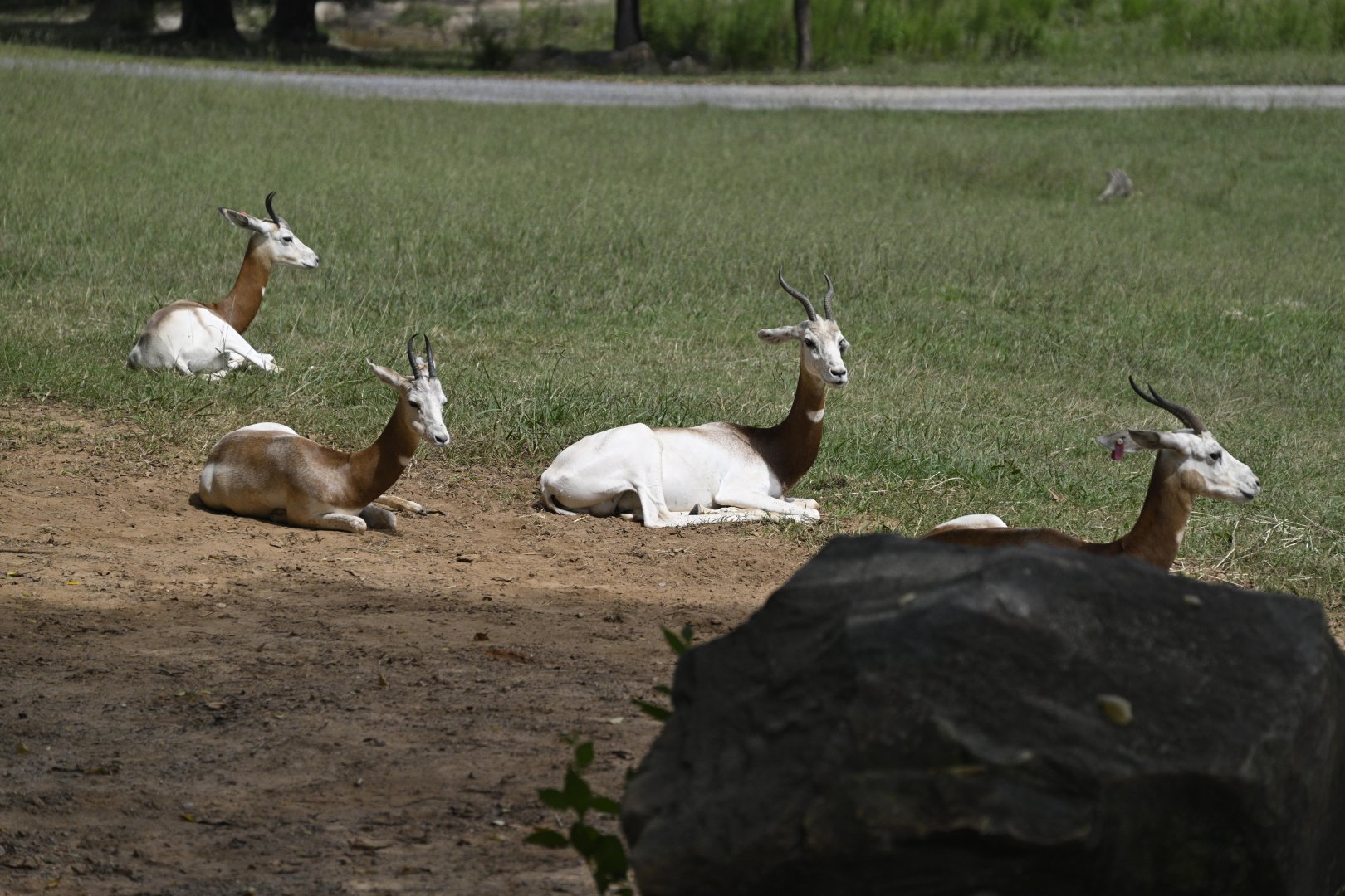 Watani Grasslands - Addra Gazelles (Nanger dama)