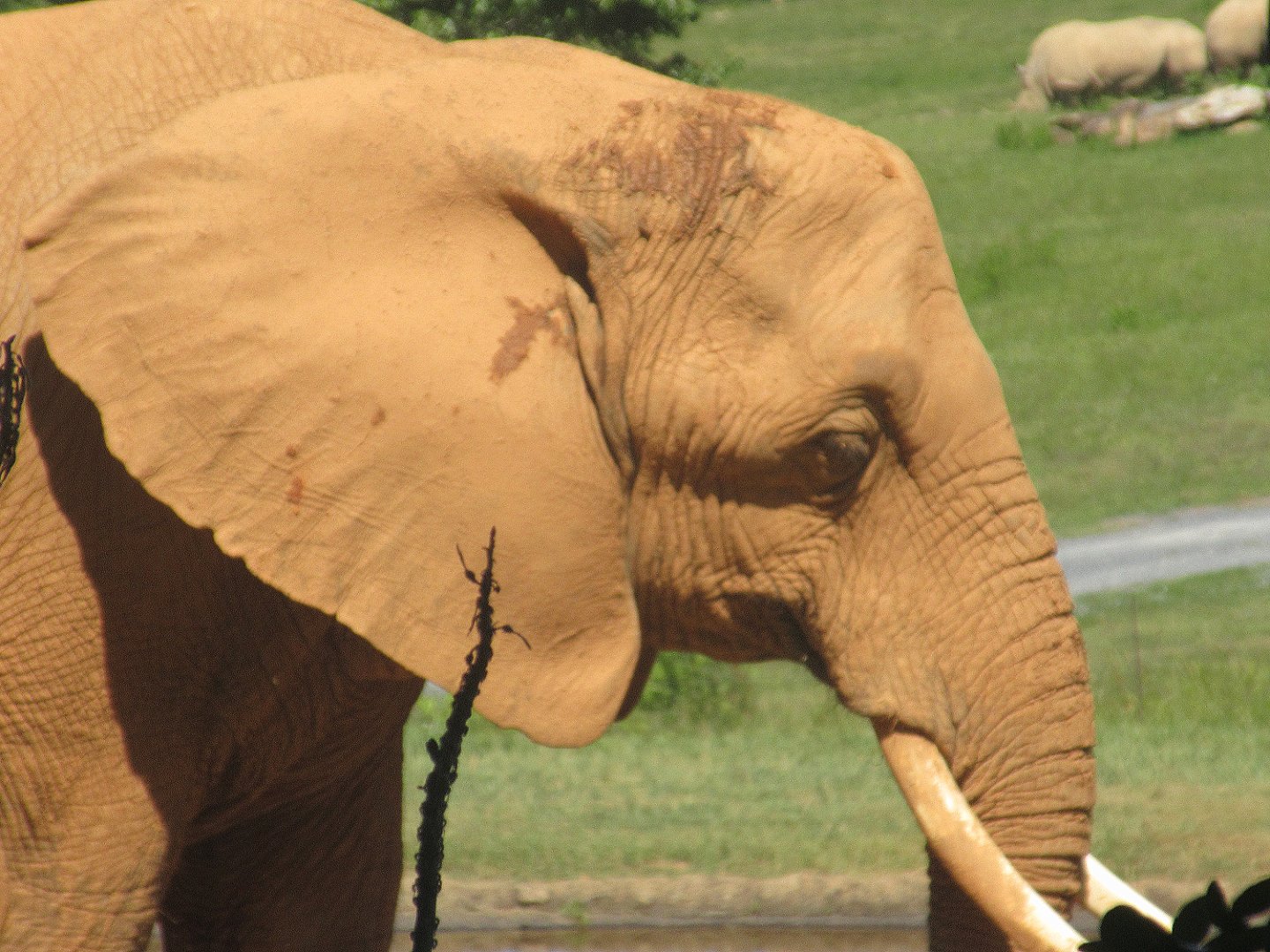 Watani Grasslands - African Bush Elephant (Loxodonta africana)