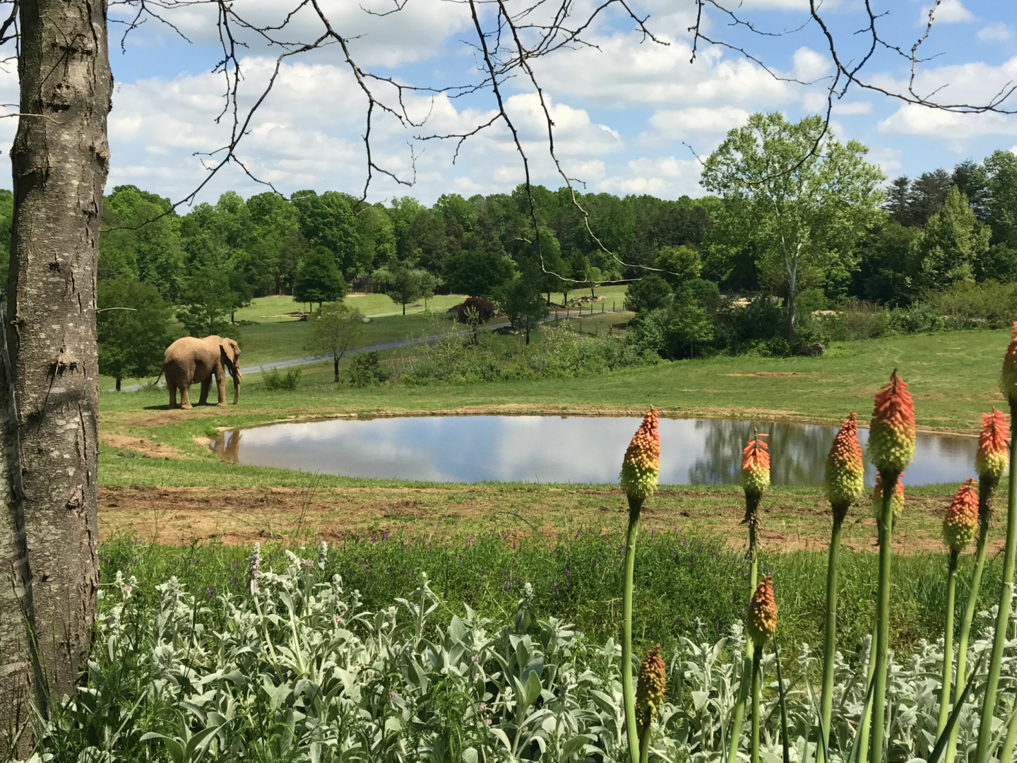 Watani Grasslands - African Elephant