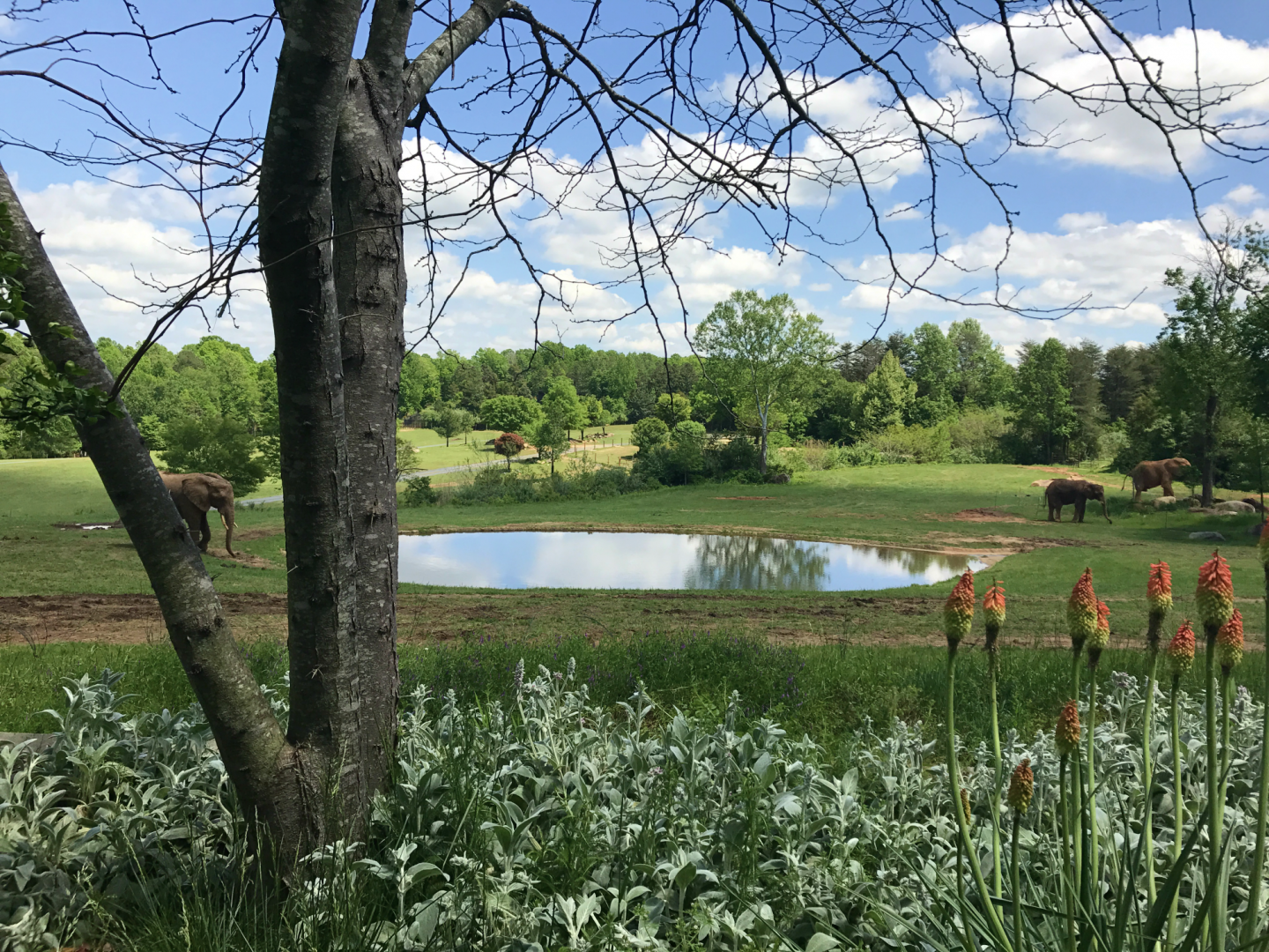 Watani Grasslands - African Elephant