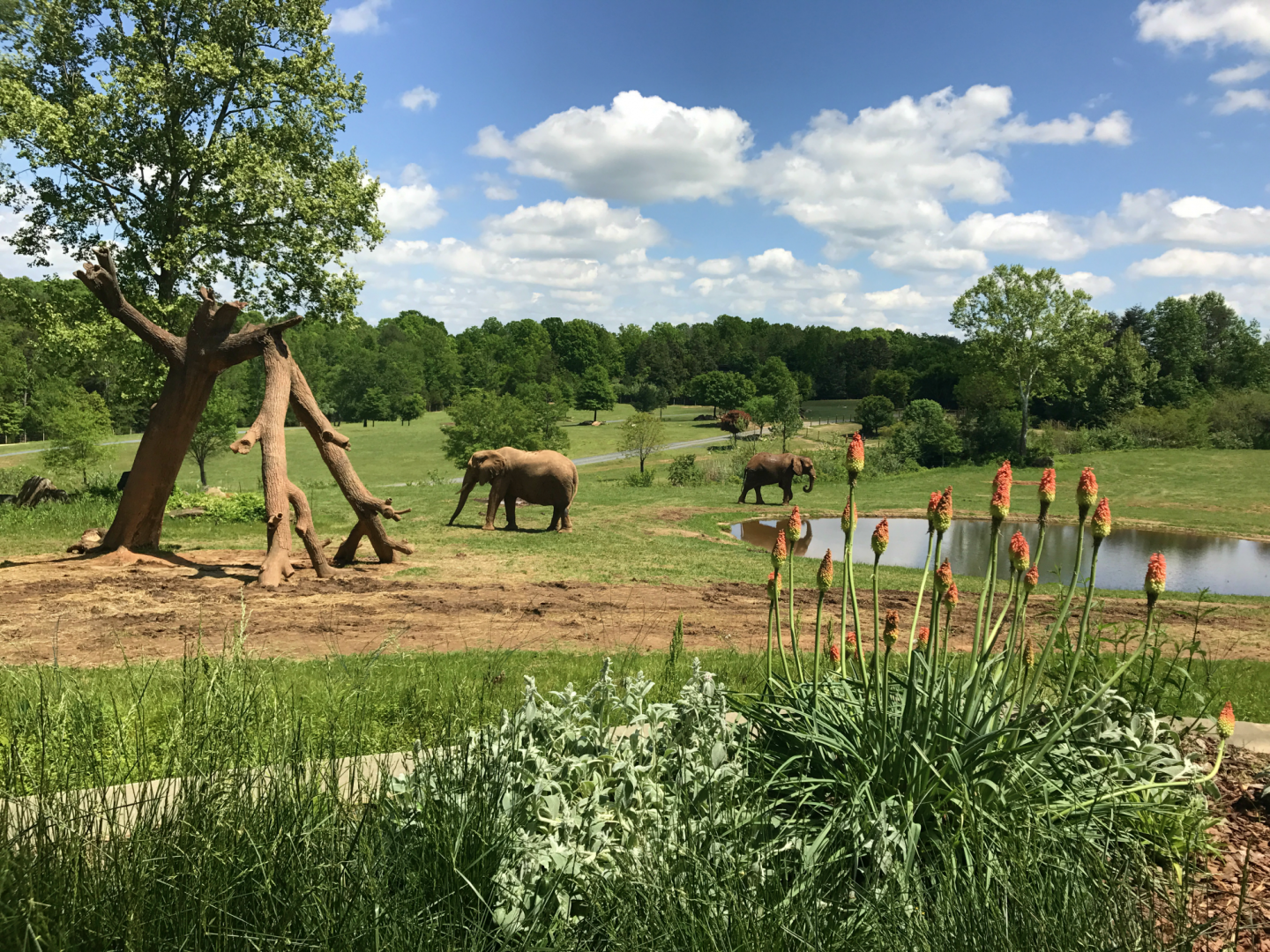 Watani Grasslands - African Elephant