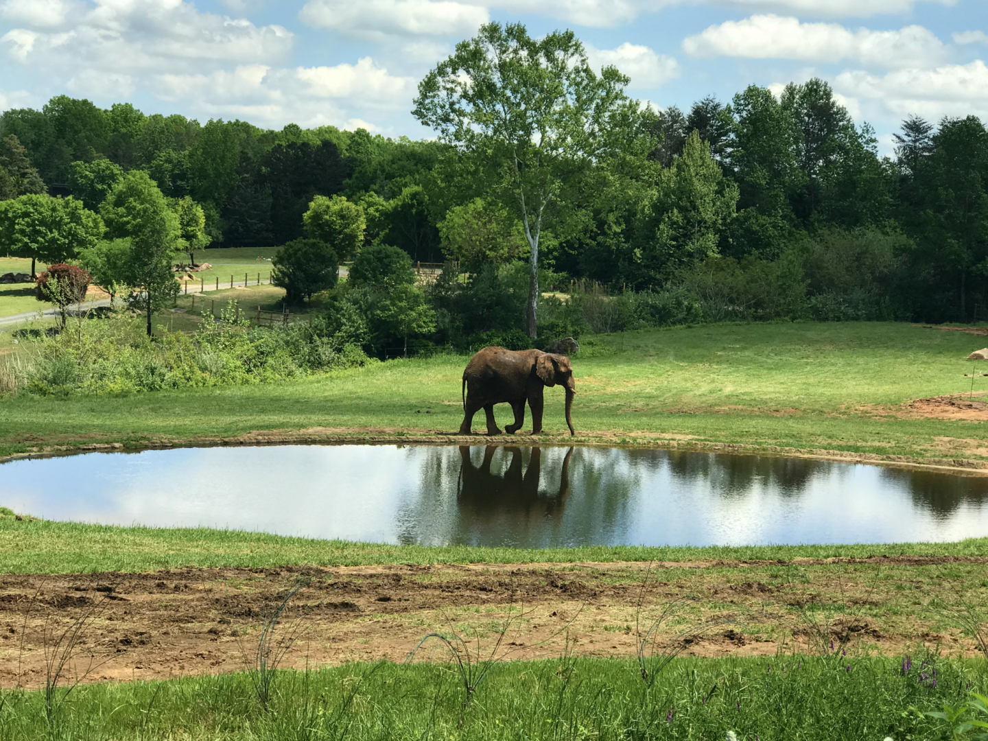 Watani Grasslands - African Elephant