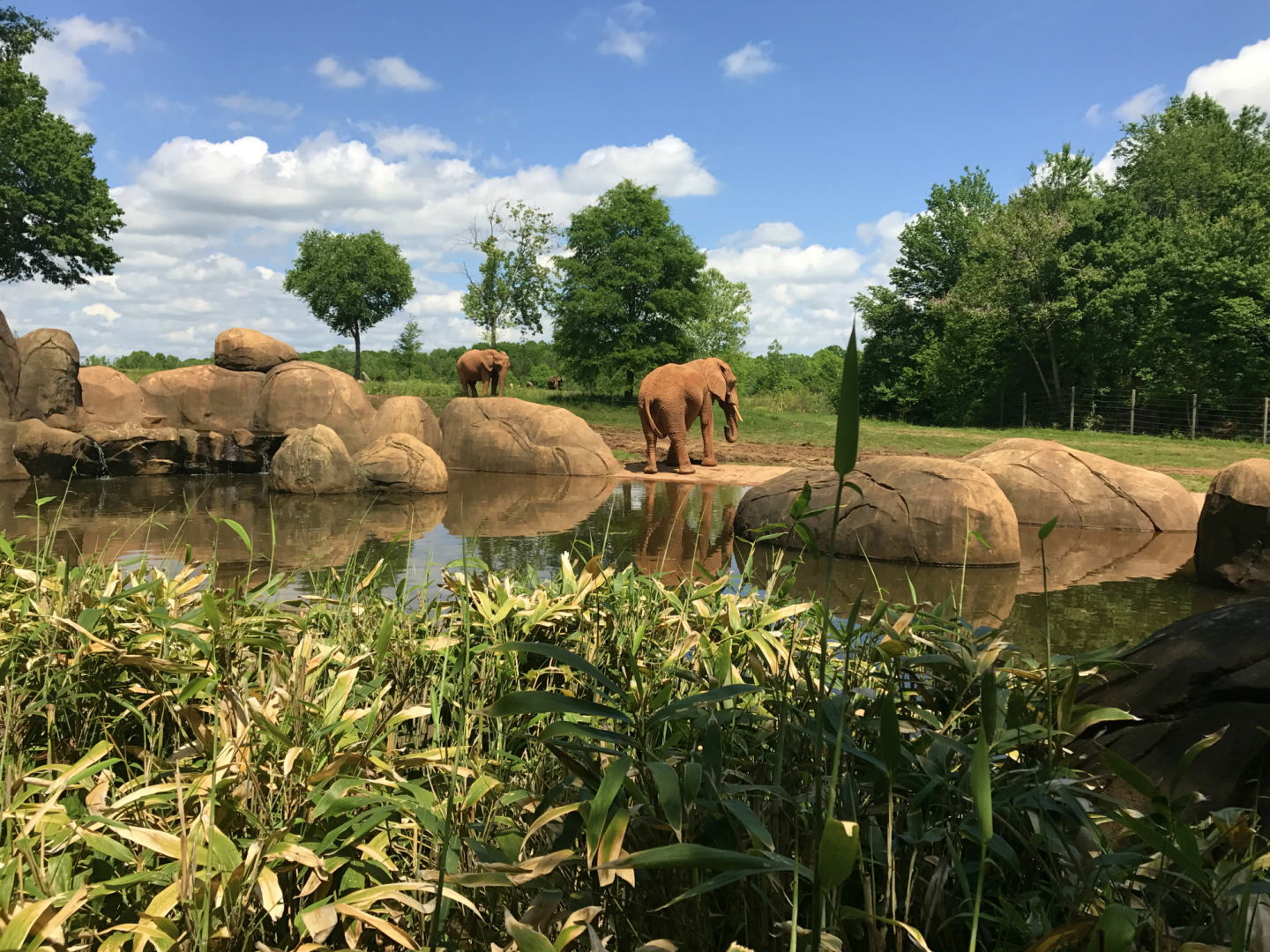 Watani Grasslands - African Elephant
