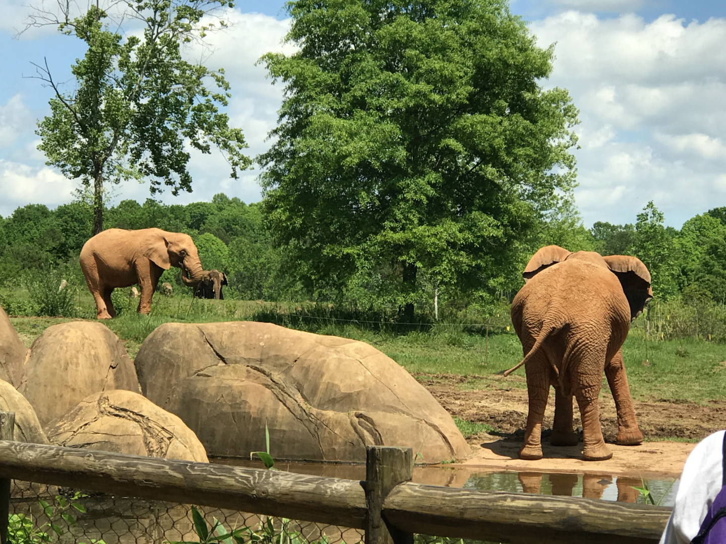 Watani Grasslands - African Elephant