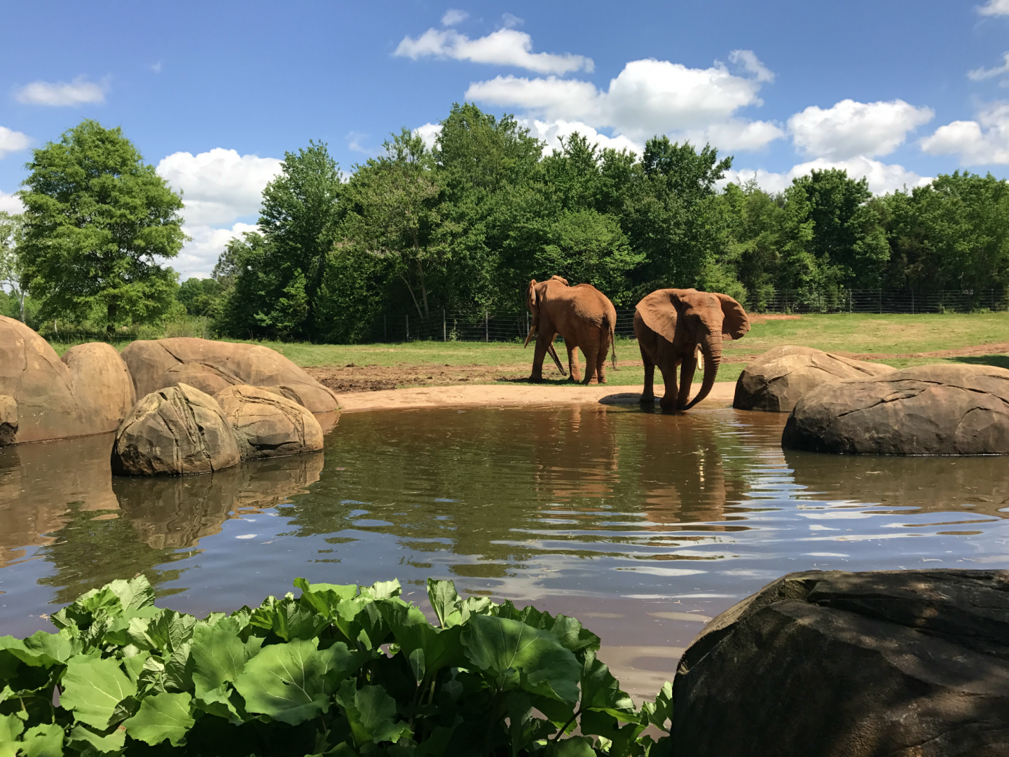 Watani Grasslands - African Elephant