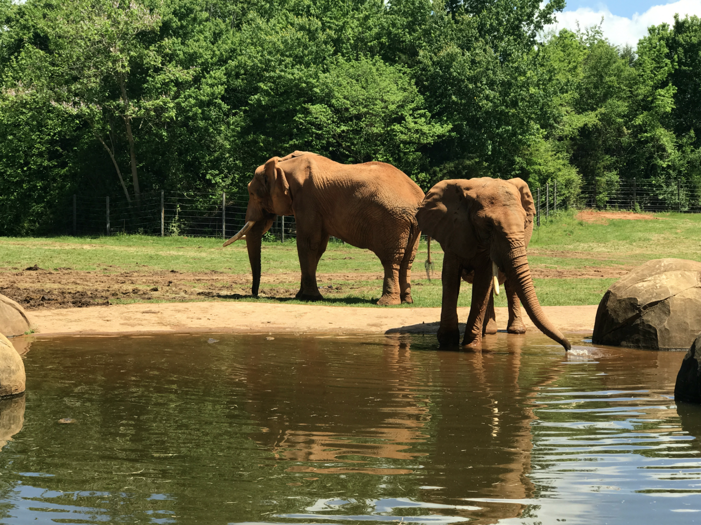 Watani Grasslands - African Elephant