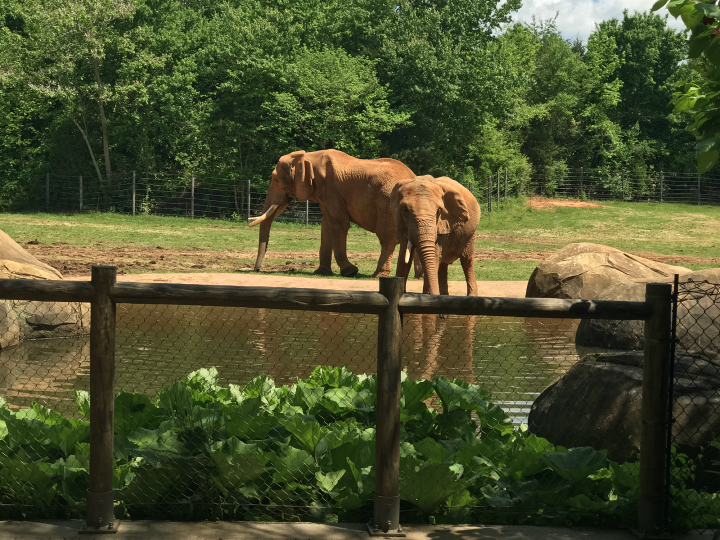Watani Grasslands - African Elephant