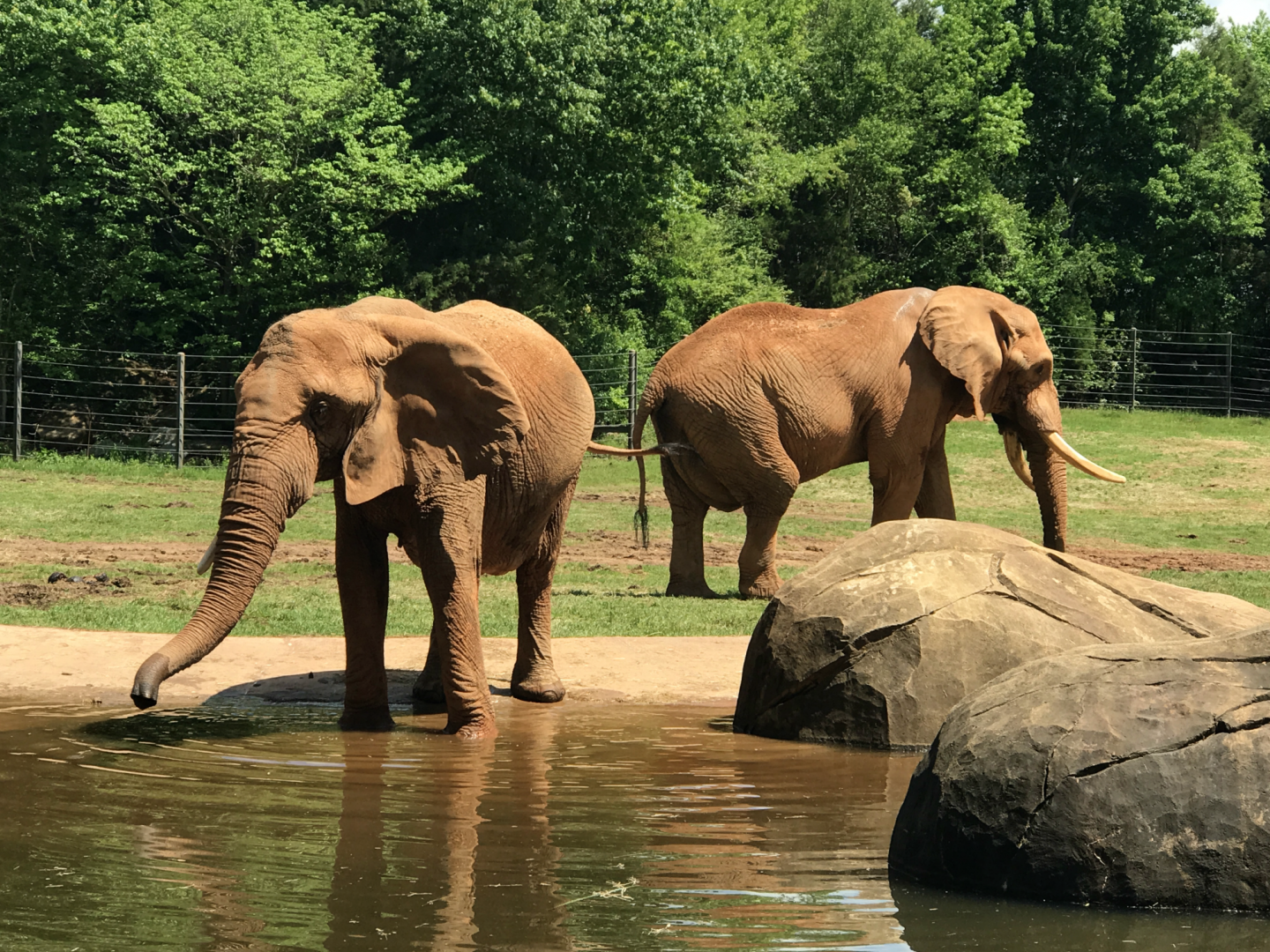 Watani Grasslands - African Elephant