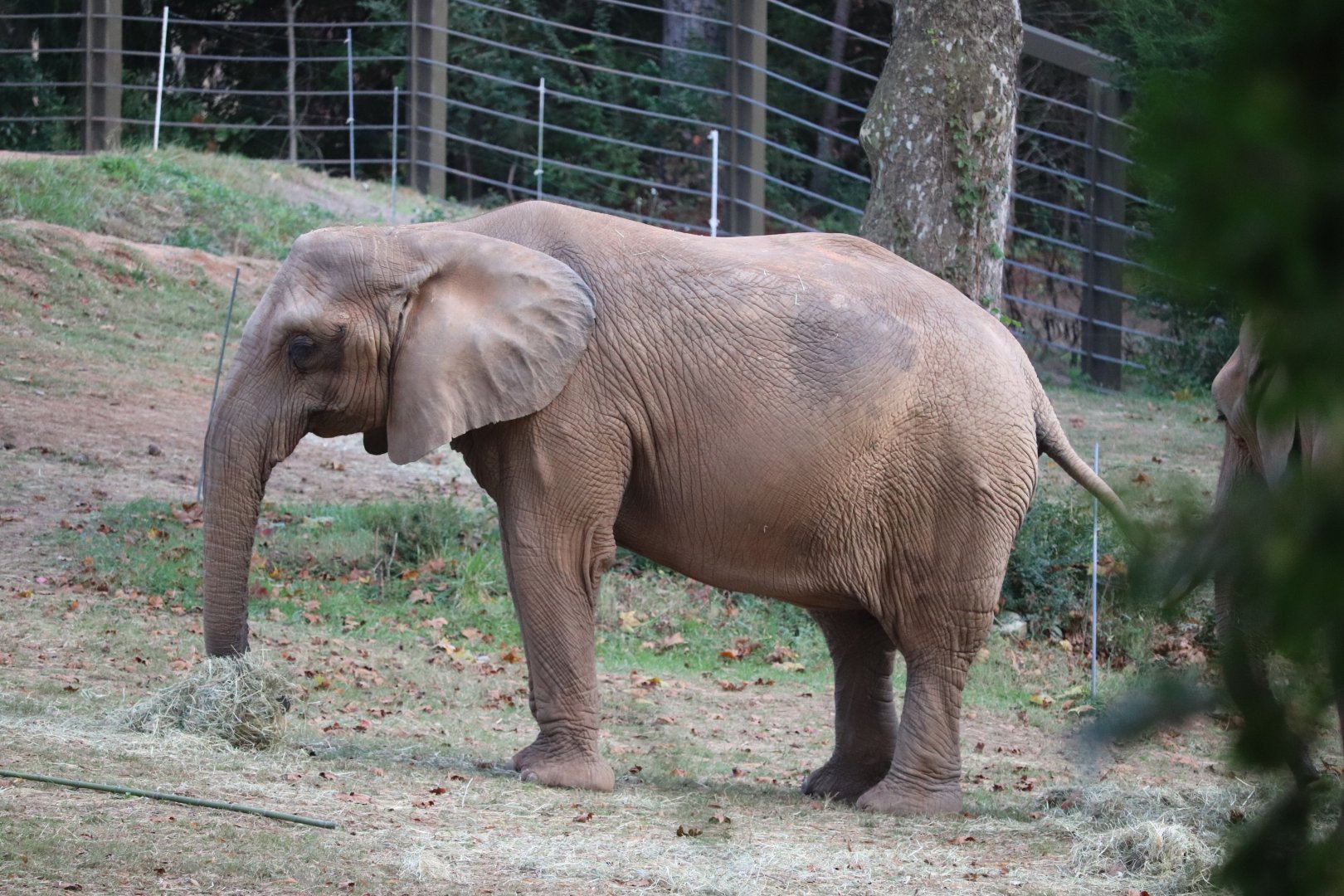 Watani Grasslands - African Elephant