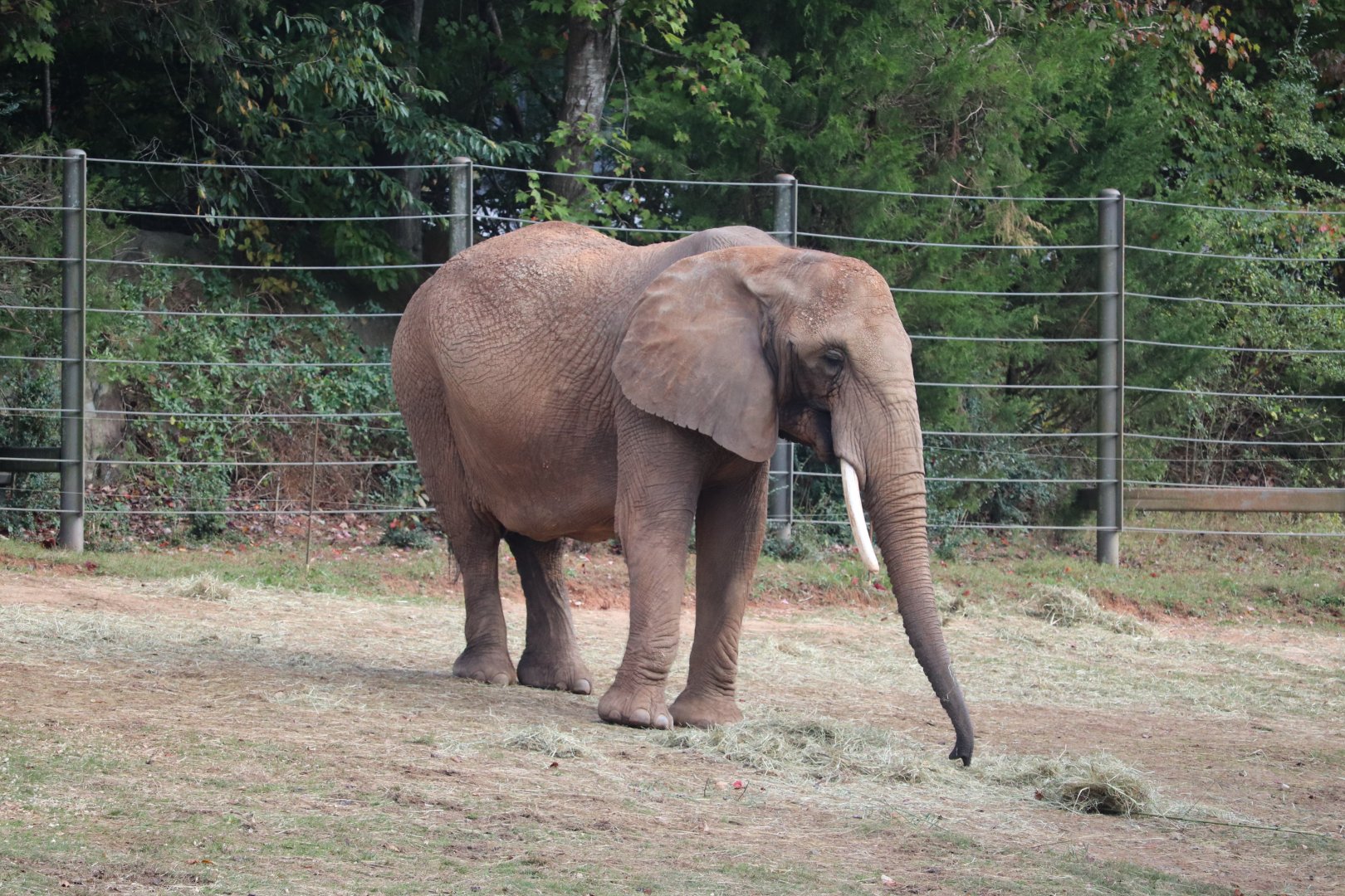 Watani Grasslands - African Elephant