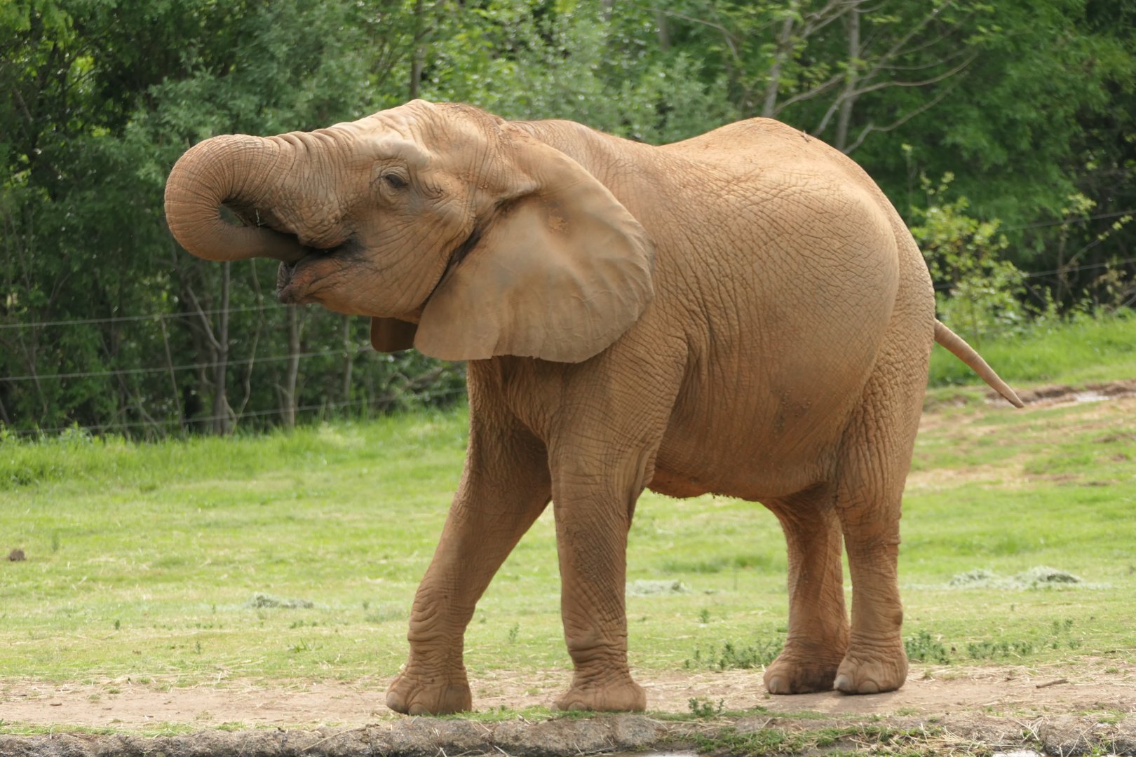 Watani Grasslands - African Elephant