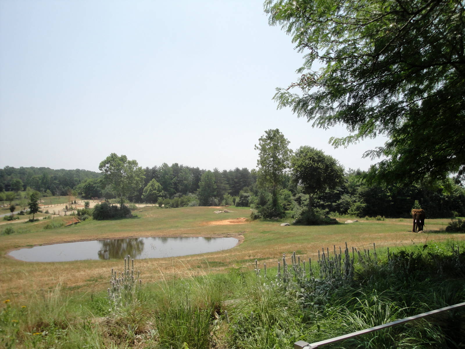 Watani Grasslands Elephant Exhibit