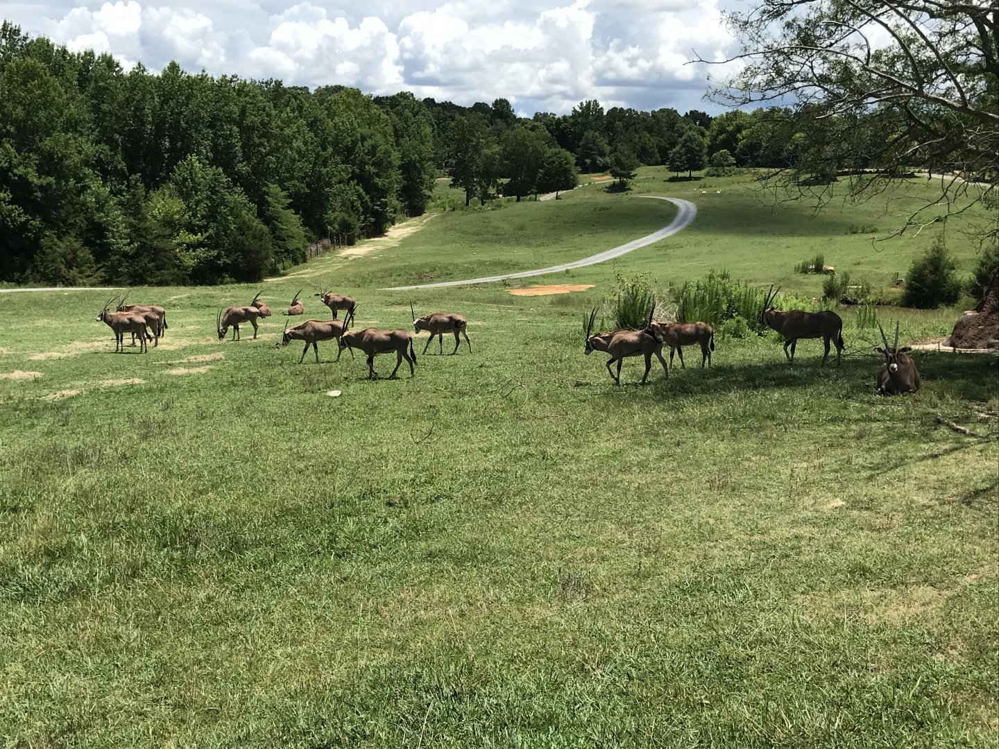 Watani Grasslands - Fringe-eared Oryx Herd