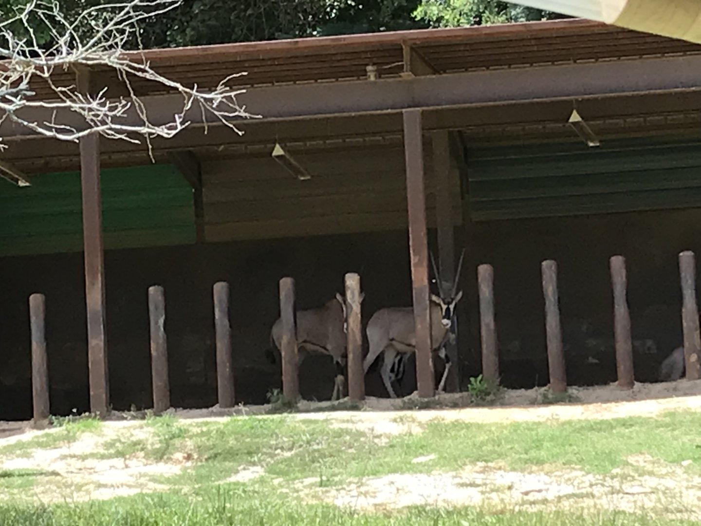 Watani Grasslands - Fringe-eared Oryx in Shelter