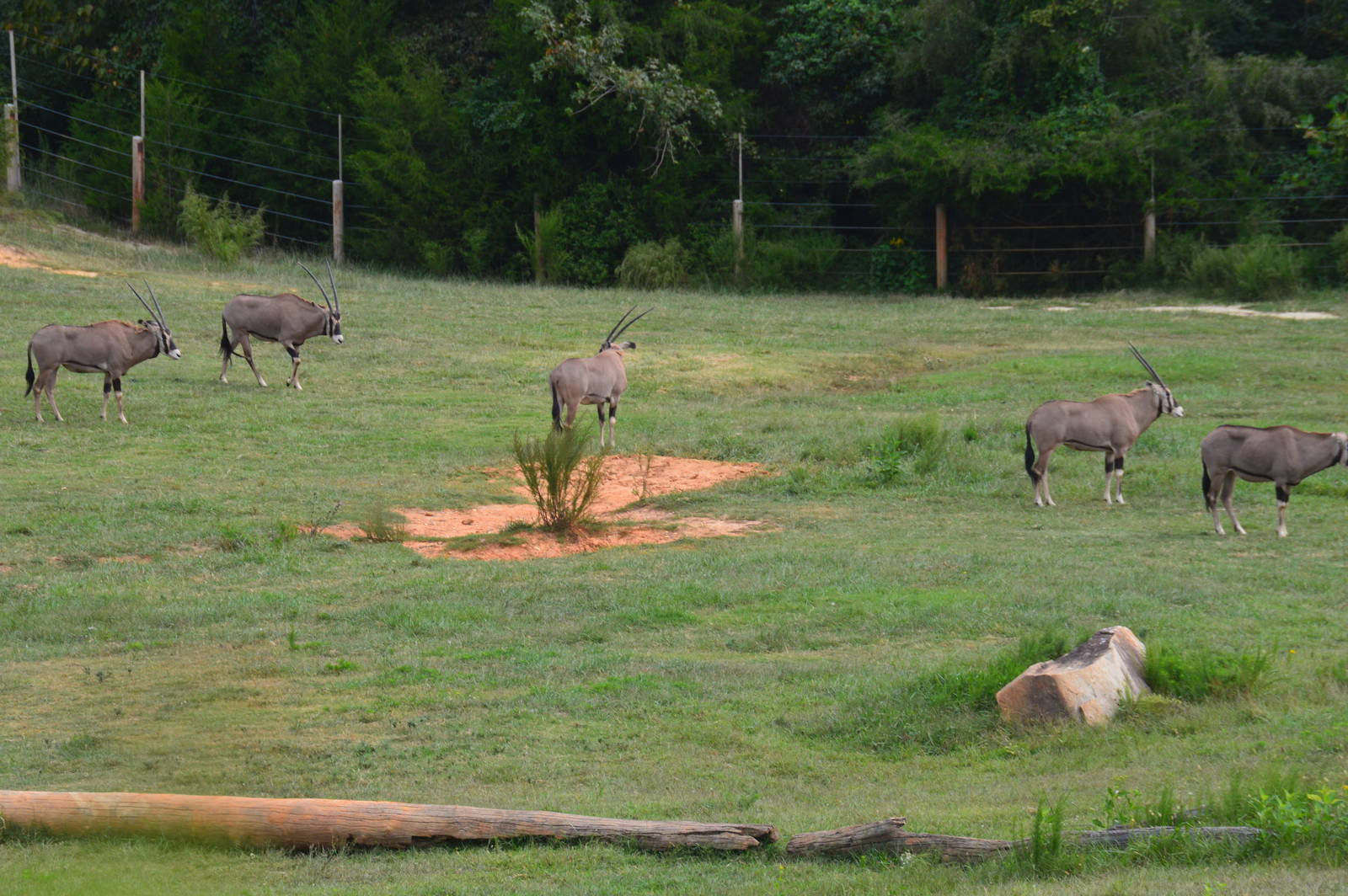 Watani Grasslands - Fringe-eared Oryx