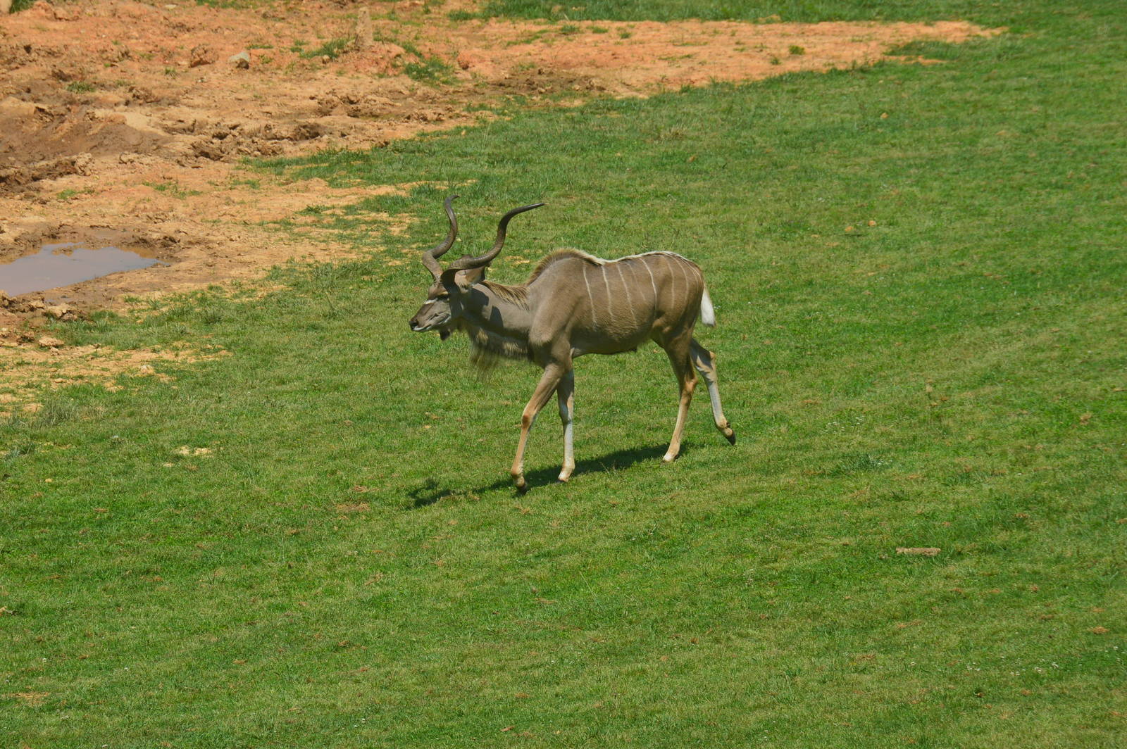 Watani Grasslands - Greater Kudu