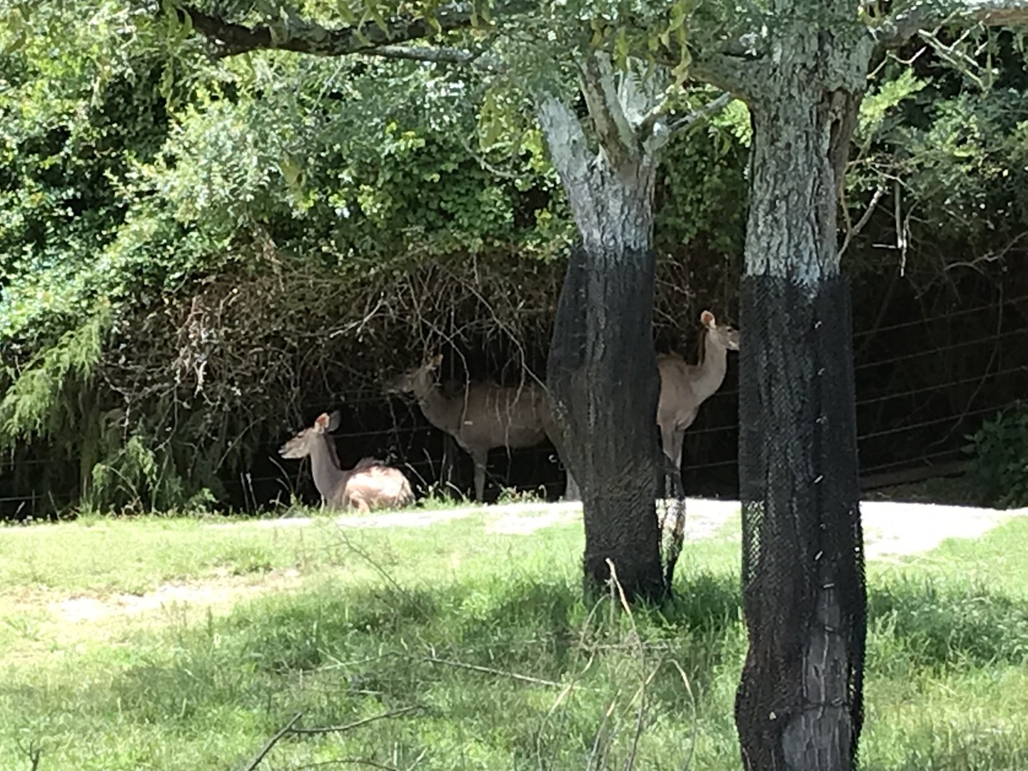 Watani Grasslands - Greater Kudu