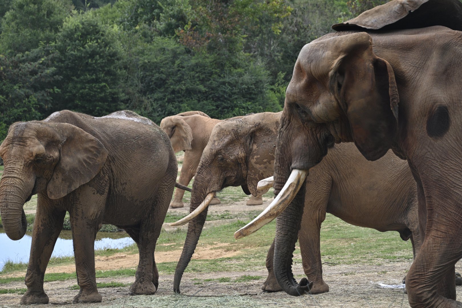 Watani Grasslands - Herd of African Elephants (Loxodonta africana)