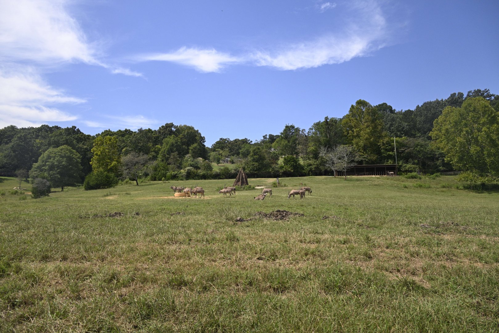 Watani Grasslands - Herd of Fringe-eared Oryx (Oryx beisa callotis)