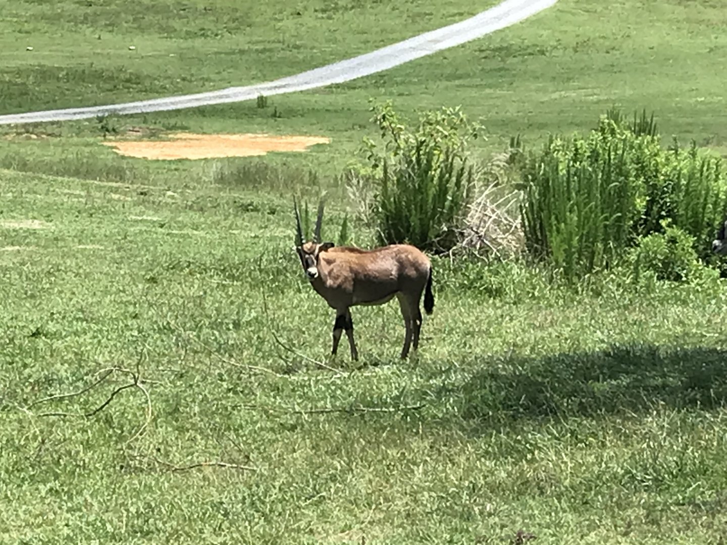 Watani Grasslands - Juvenile Fringe-eared Oryx