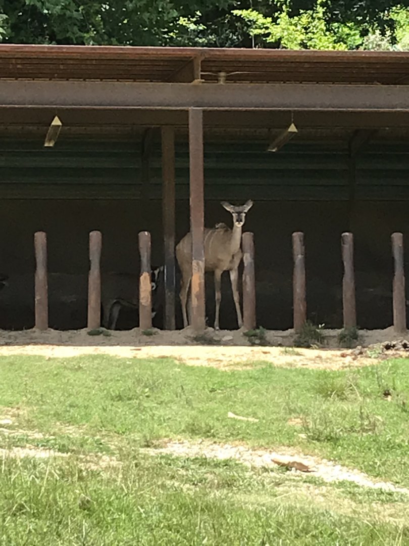 Watani Grasslands - Kudu and Oryx in Shelter