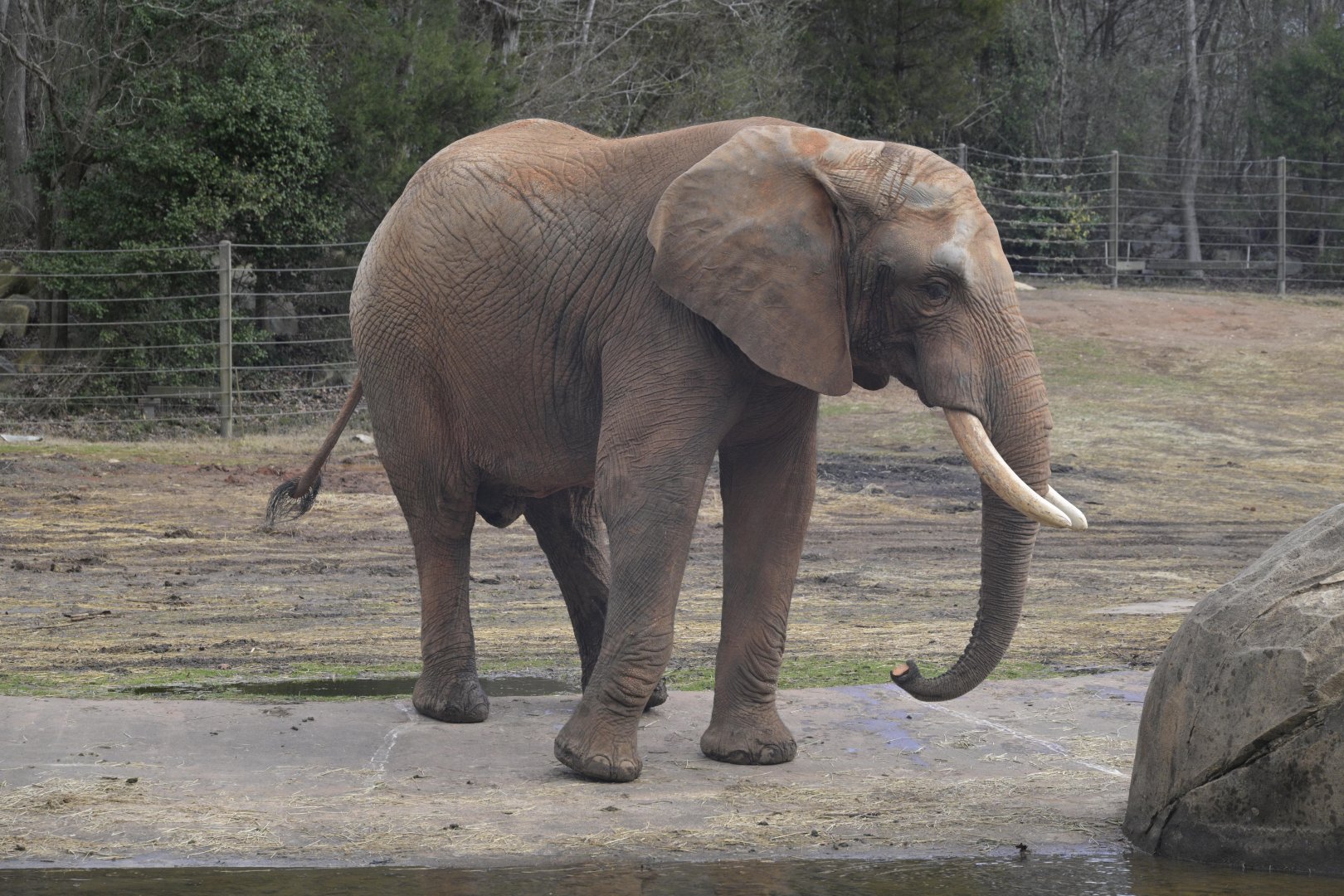 Watani Grasslands - Louie the African Savanna Elephant (Loxodonta africana)