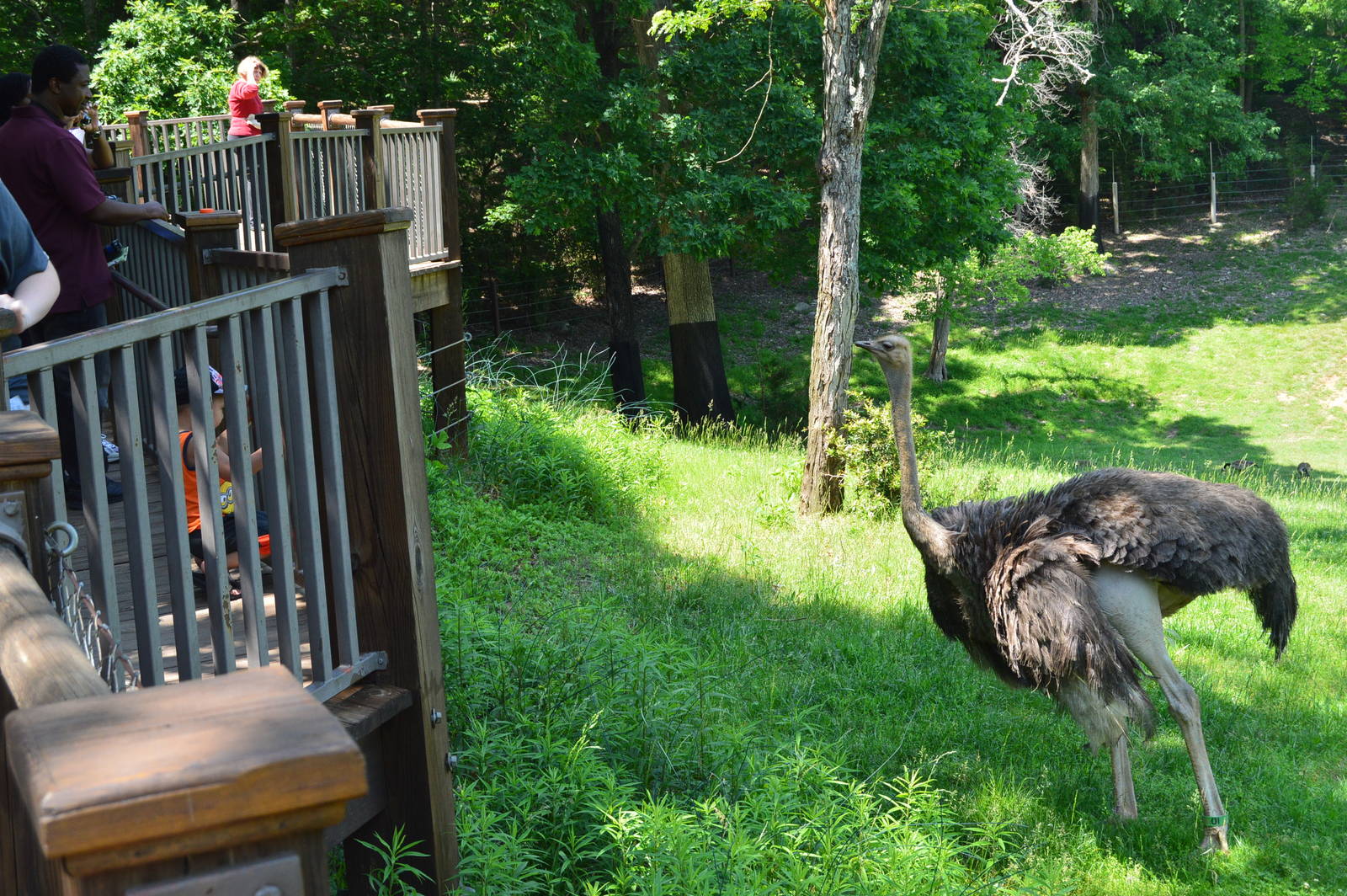 Watani Grasslands - Ostrich