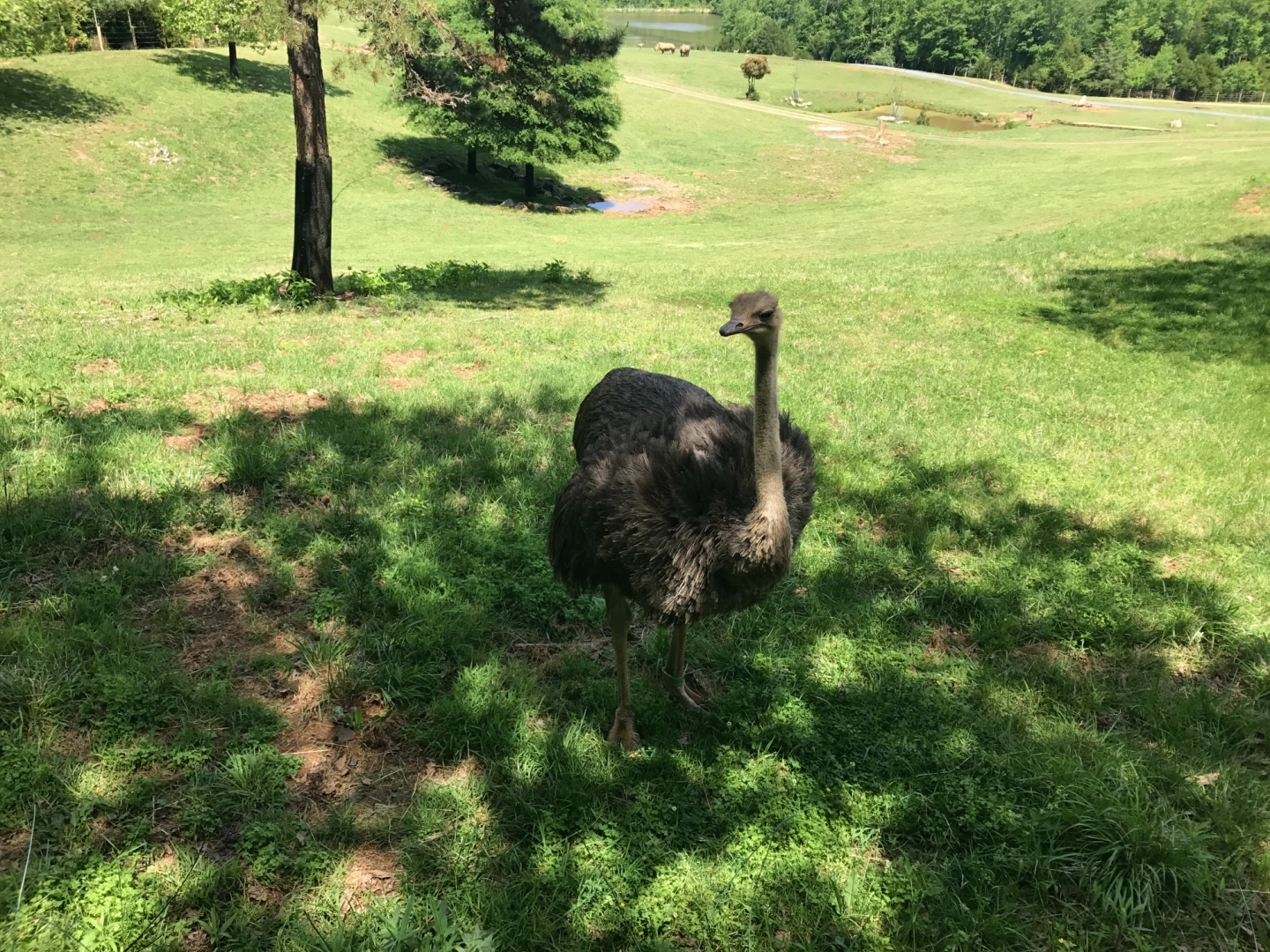 Watani Grasslands - Ostrich