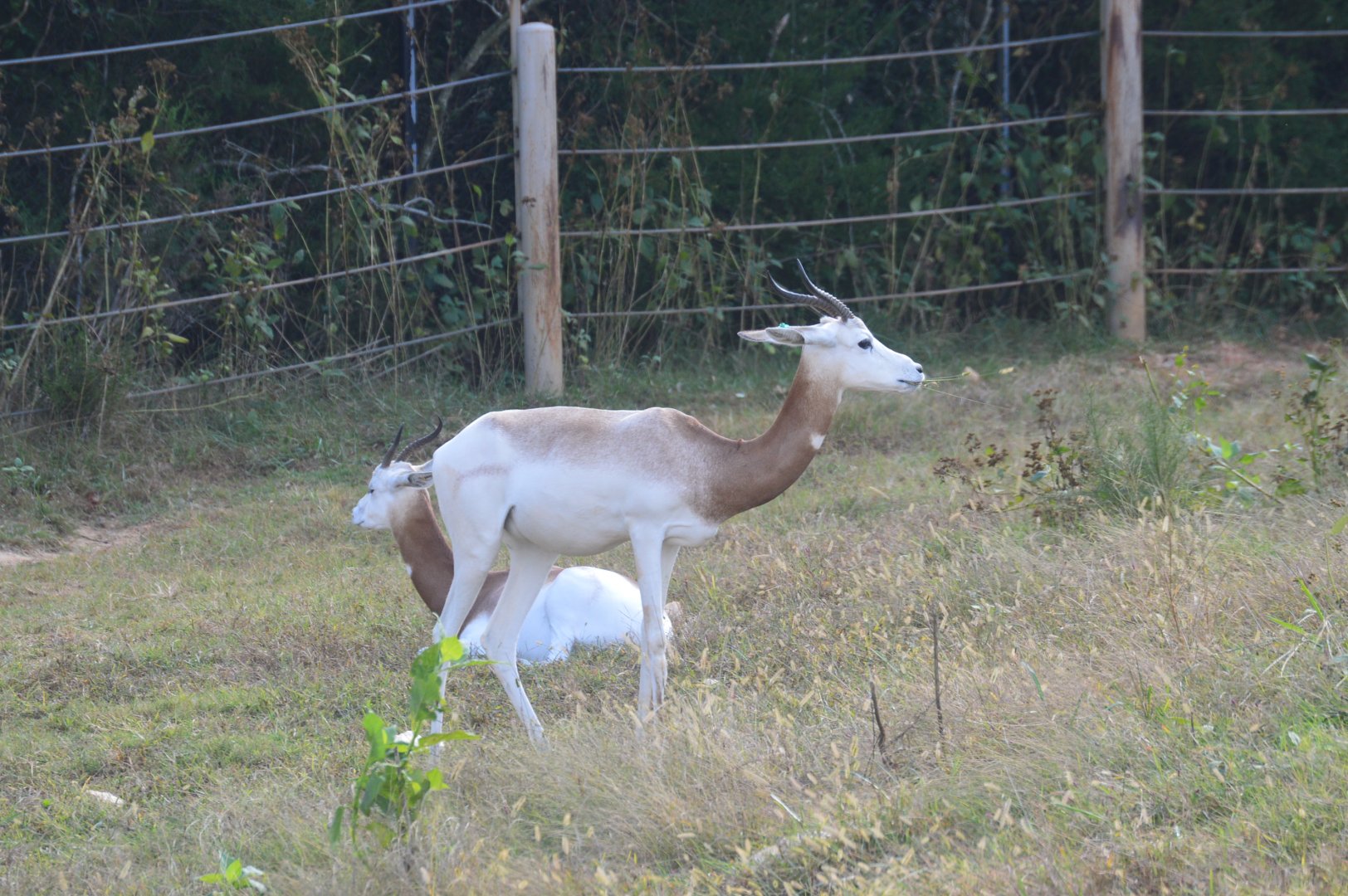 Watani Grasslands Reserve - Addra Gazelle