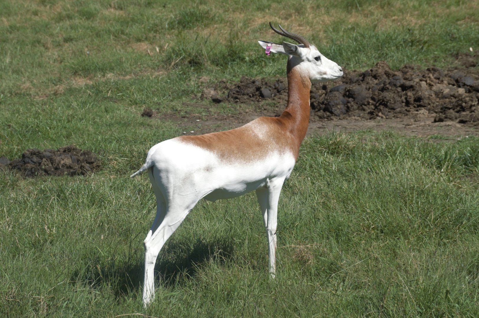 Watani Grasslands Reserve - Addra Gazelle