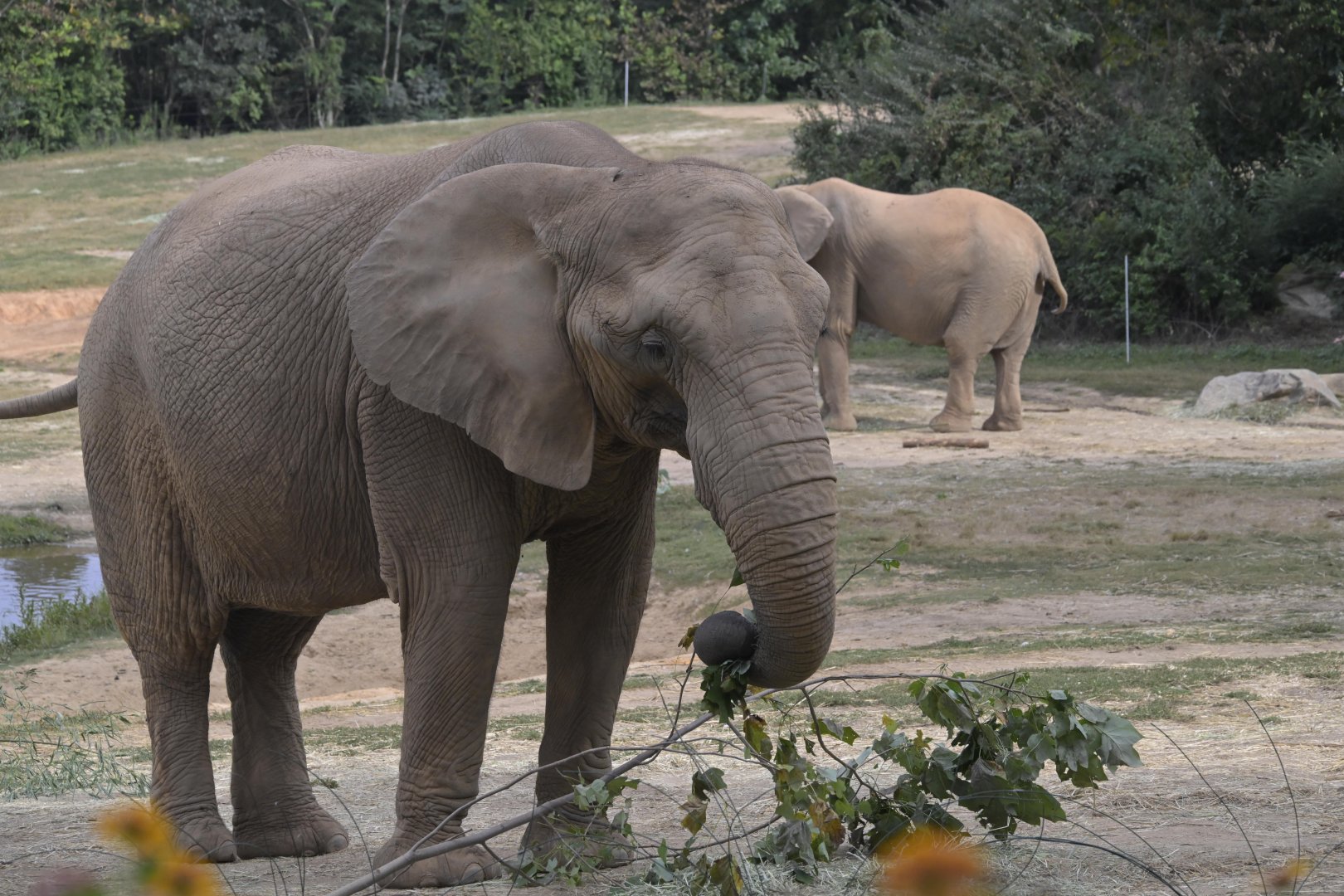 Watani Grasslands Reserve - African Savanna Elephant (Loxodonta africana)