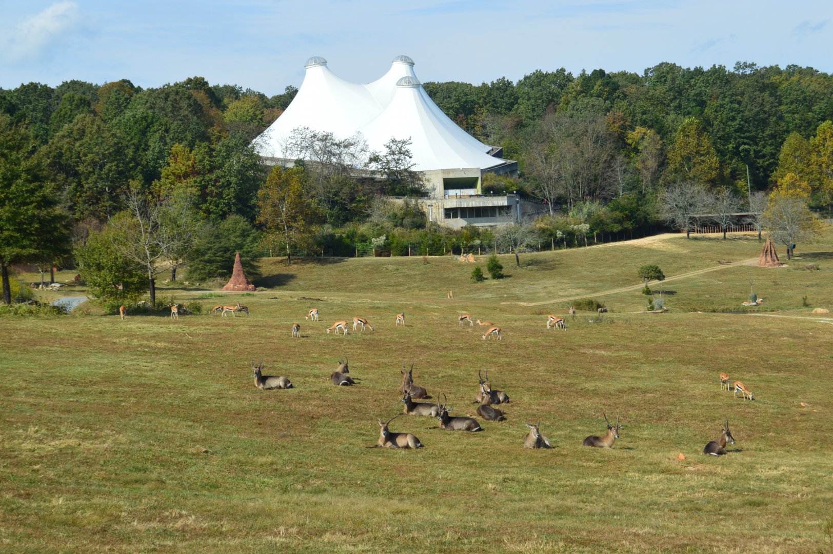 Watani Grasslands Reserve - Defassa Waterbuck and Thompson's Gazelle