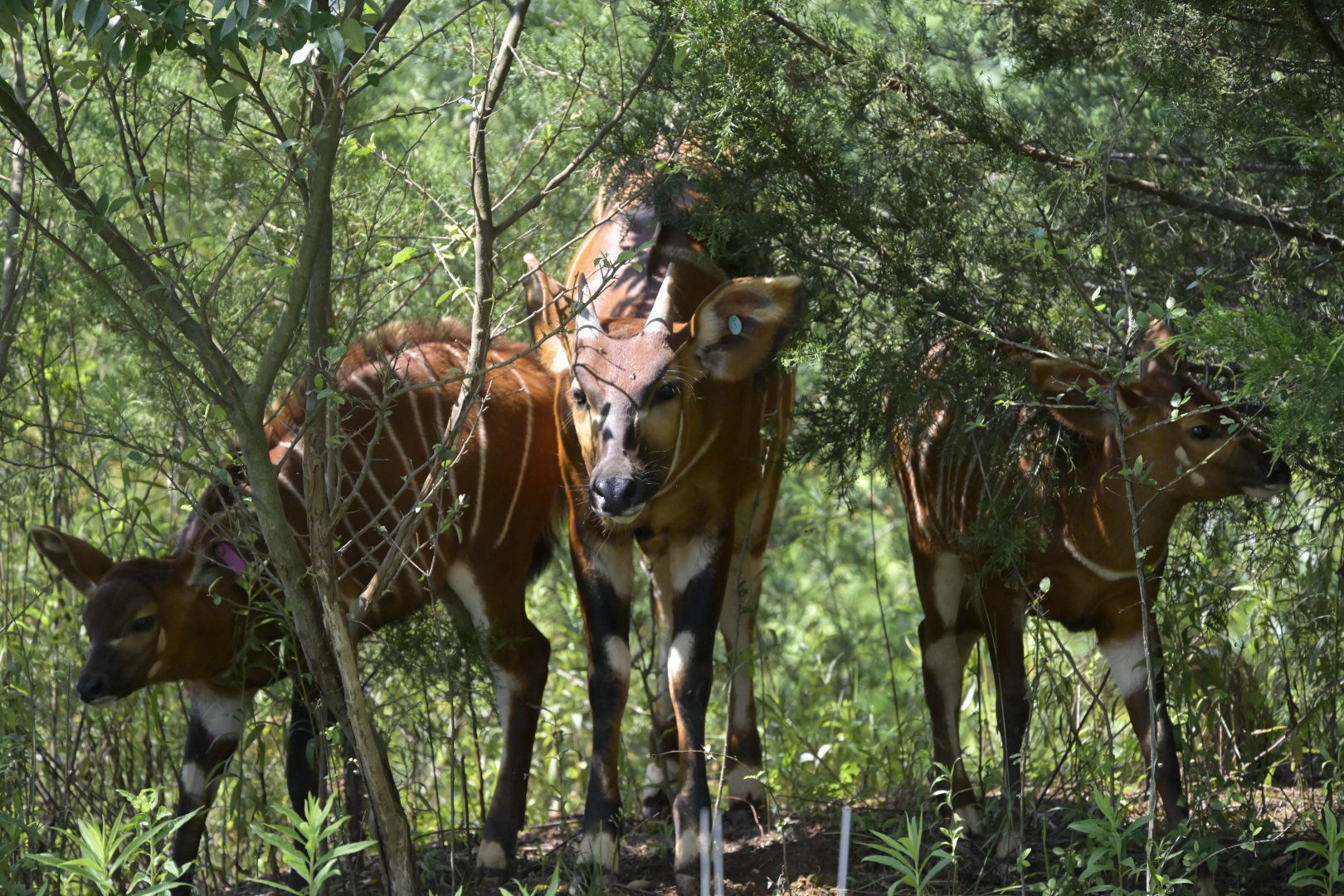 Watani Grasslands Reserve - Family of Bongos (Tragelaphus eurycerus)