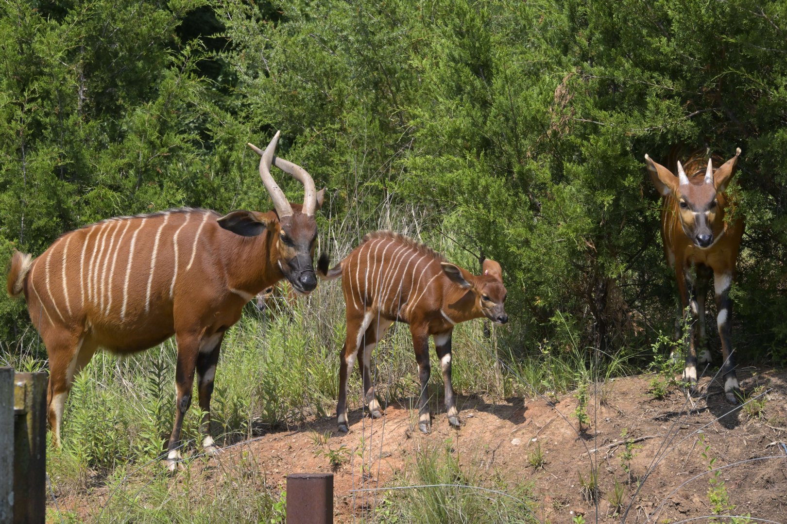 Watani Grasslands Reserve - Family of Bongos (Tragelaphus eurycerus)