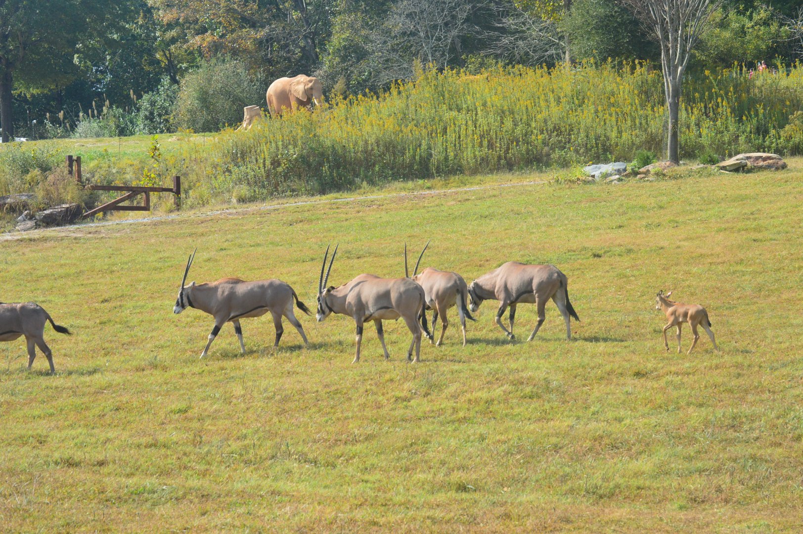 Watani Grasslands Reserve - Fringe-eared Oryx and Calf