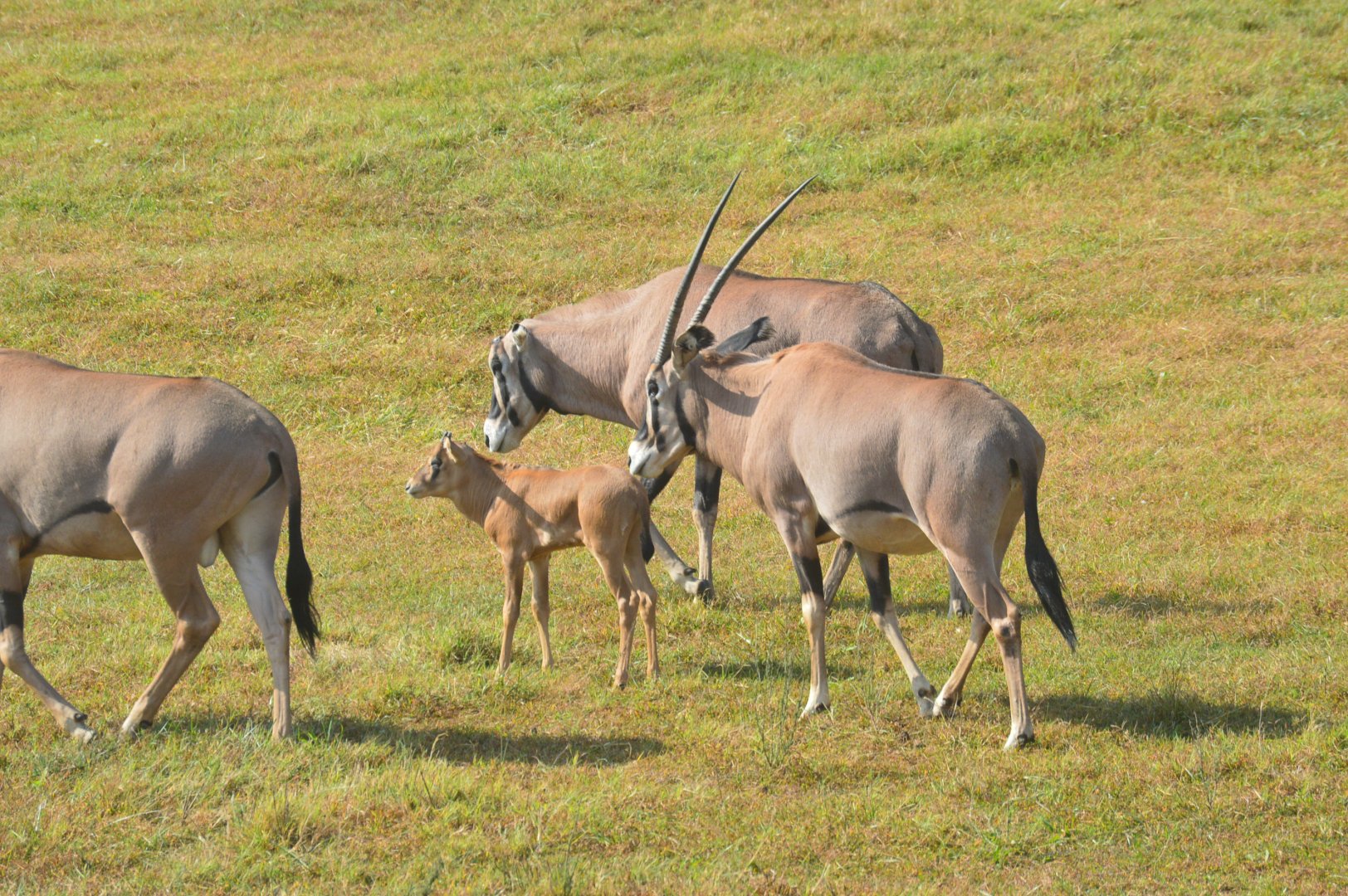Watani Grasslands Reserve - Fringe-eared Oryx and Calf
