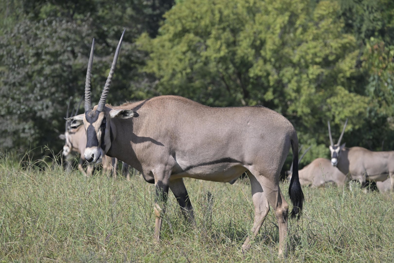 Watani Grasslands Reserve - Fringe-eared Oryx (Oryx beisa callotis)