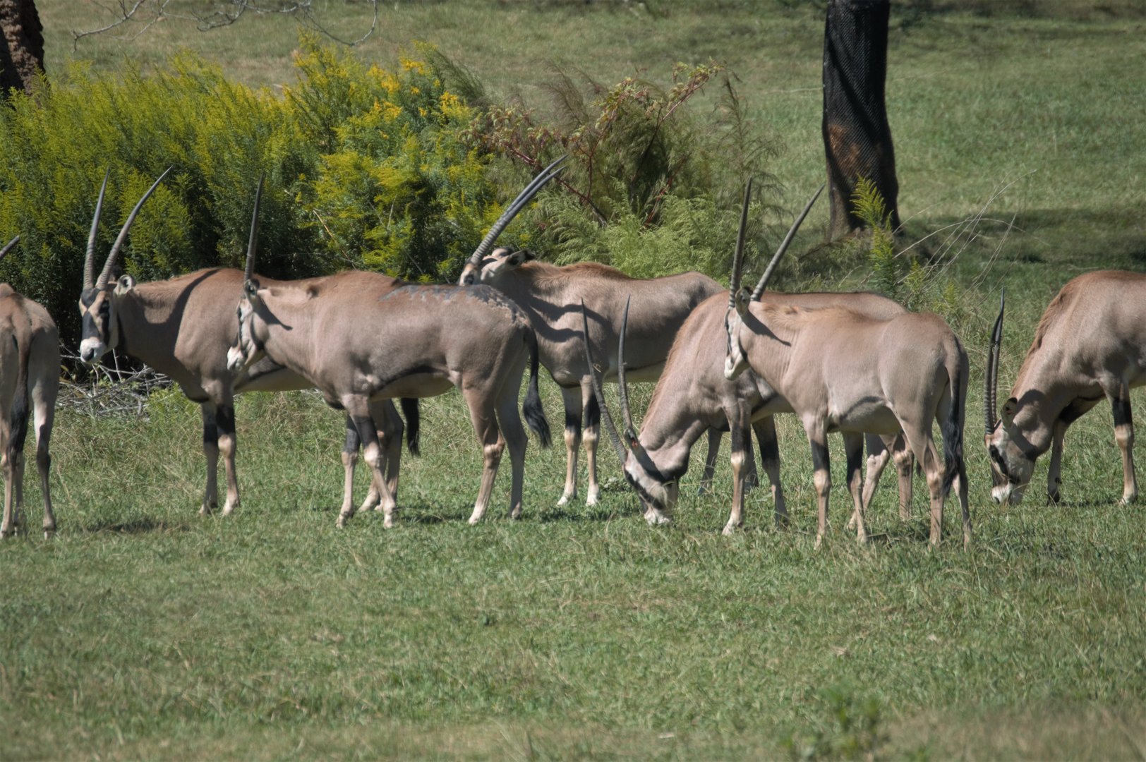 Watani Grasslands Reserve - Fringe-eared Oryx