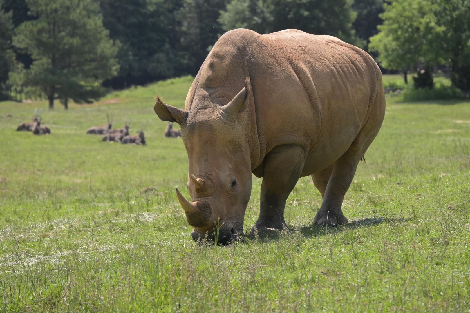 Watani Grasslands Reserve - Southern White Rhinoceros (Ceratotherium simum simum)