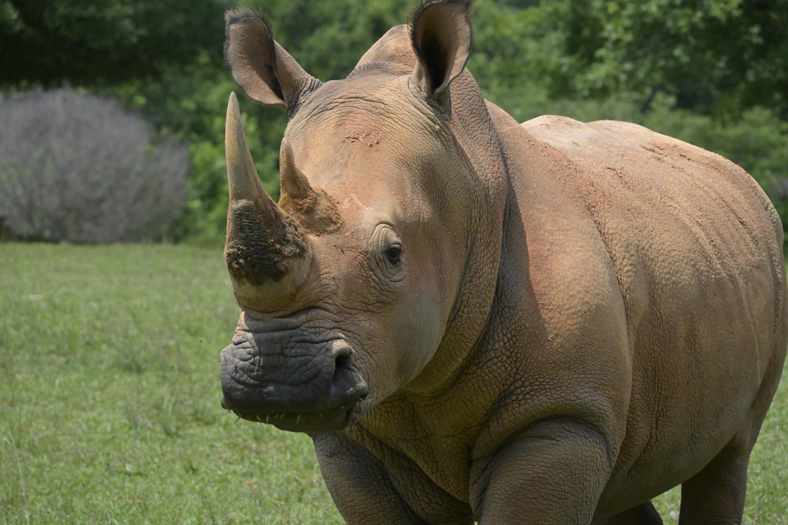 Watani Grasslands Reserve - Southern White Rhinoceros (Ceratotherium simum simum)