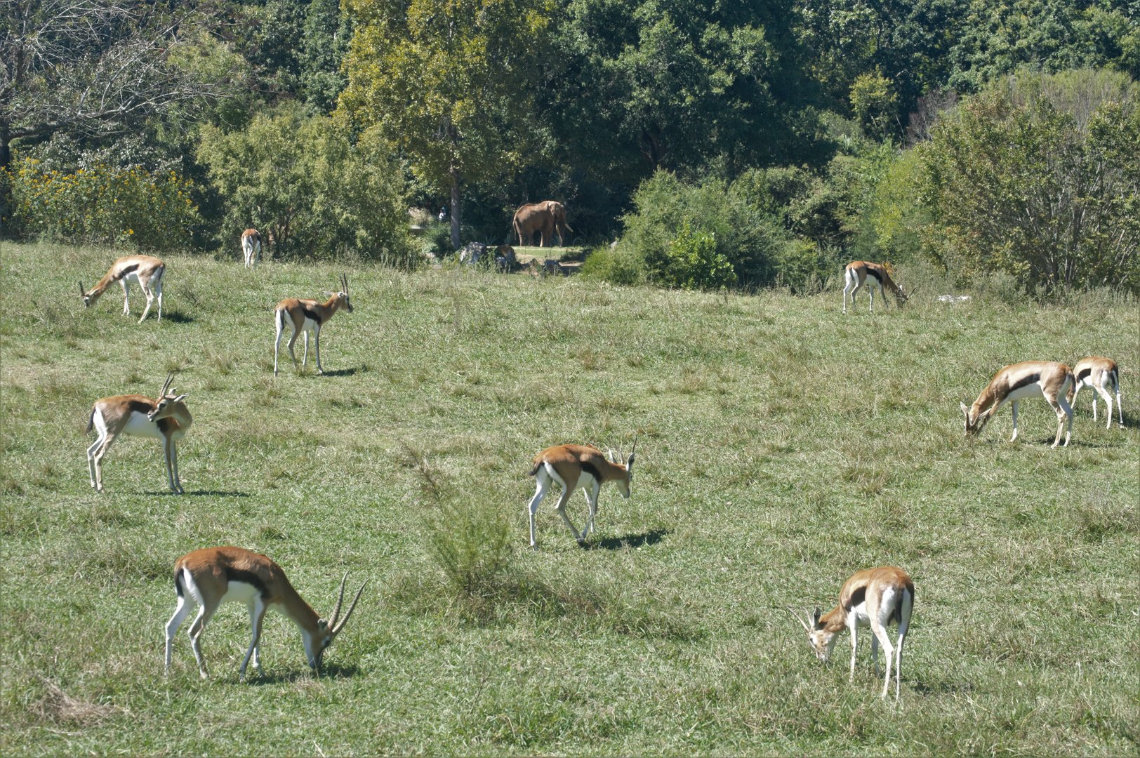 Watani Grasslands Reserve - Thomson's Gazelle and African Bush Elephant
